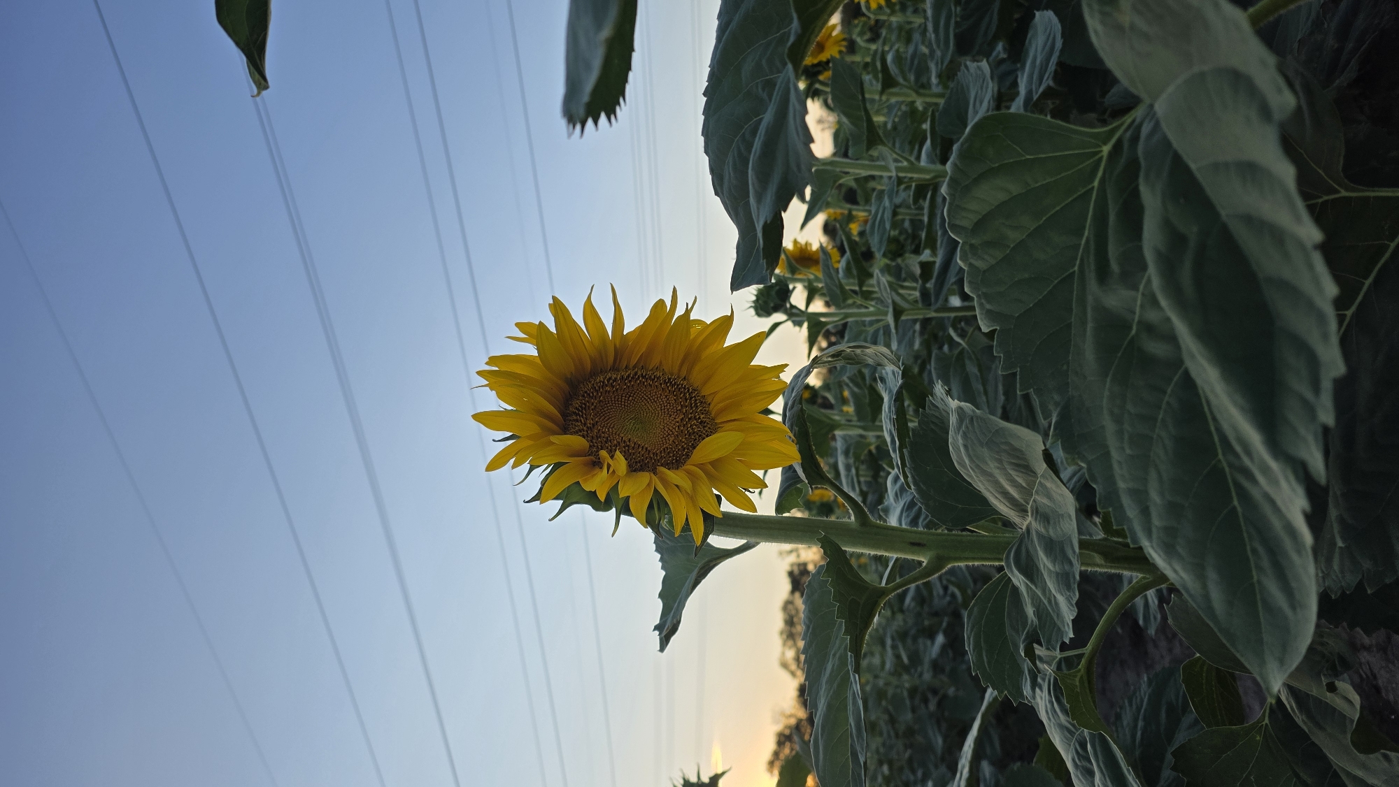 Lone sunflower against open sky, power lines crossing overhead
