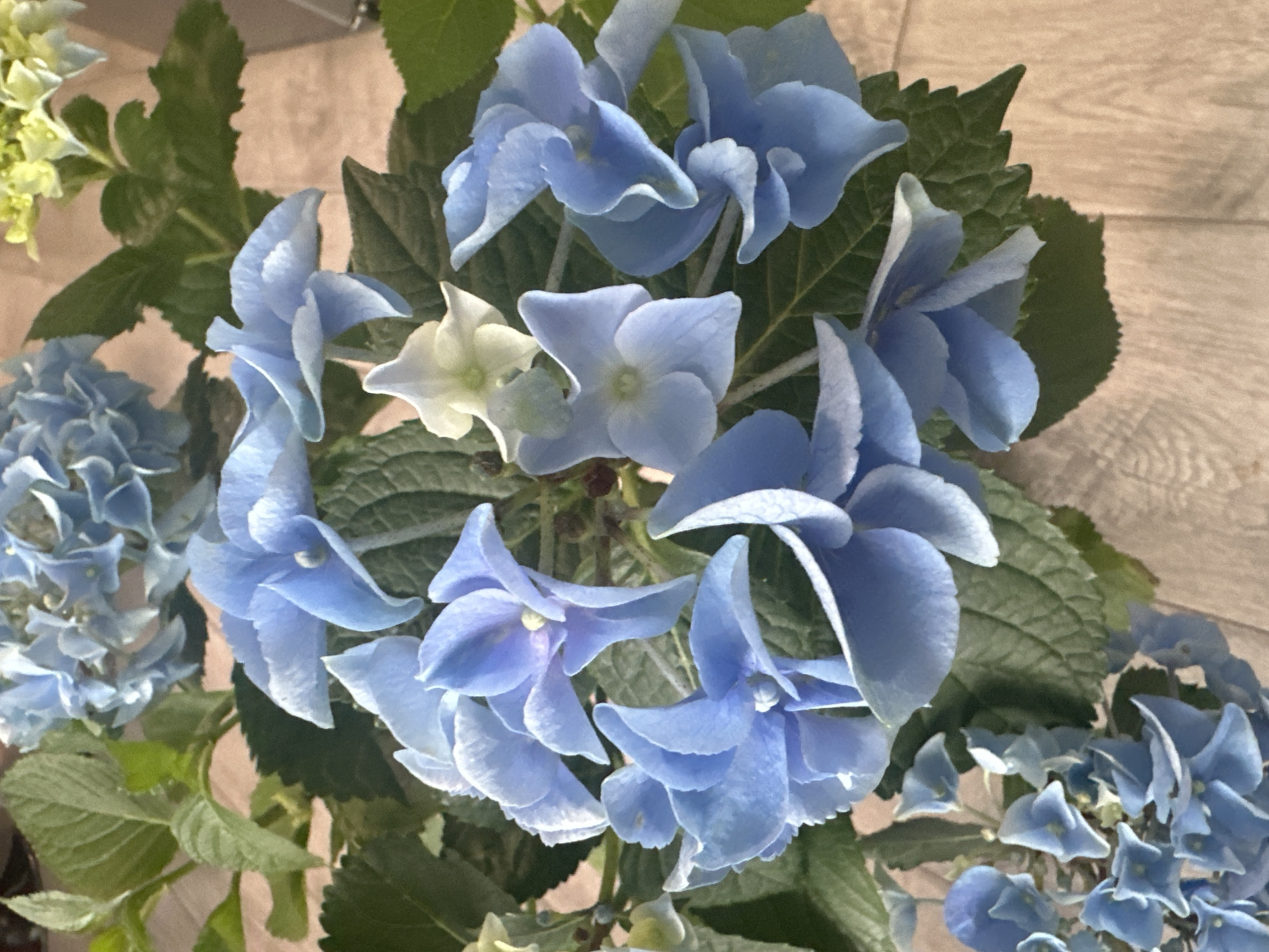 Morning scenes captured across Varna include flowers, cat, renovation