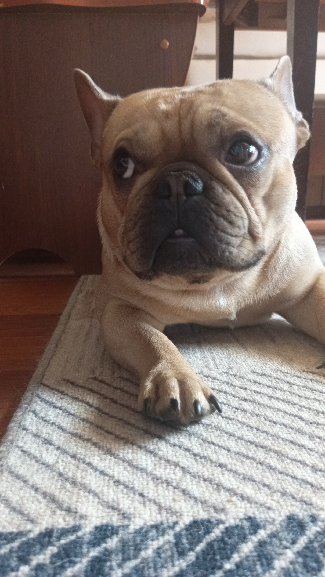 French Bulldog photographed at home in rural Donino, Russia