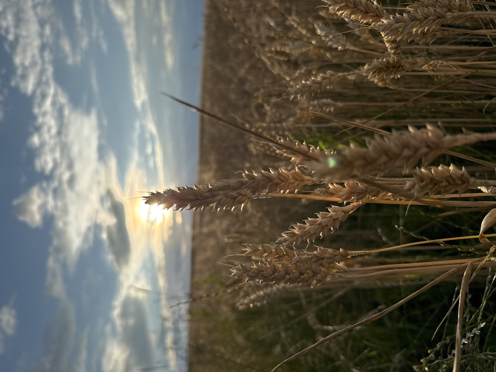 Golden wheat field at sunset, with wildflowers and berries nearby