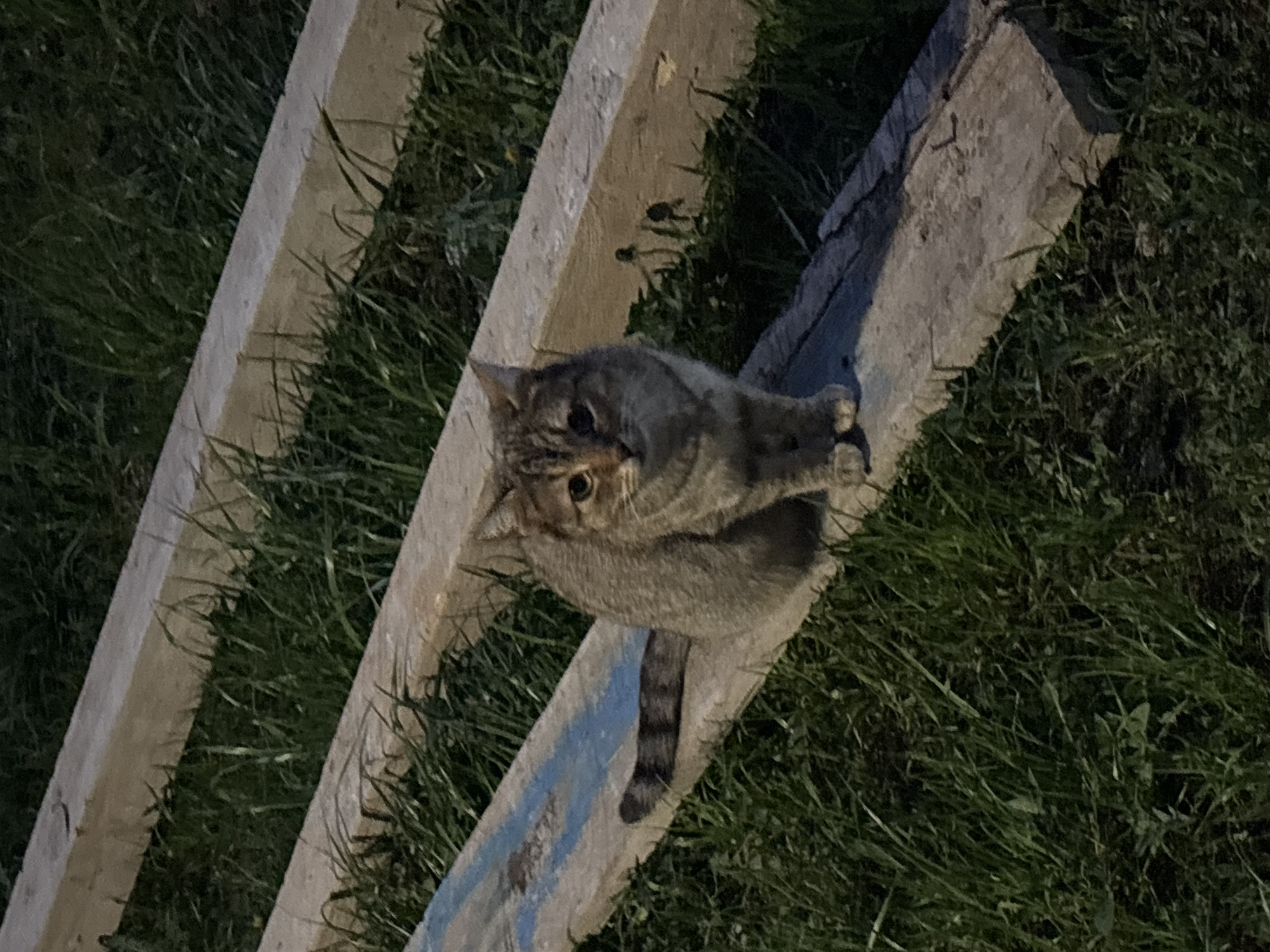 Cats spotted around residential buildings in Zlatitsa, Bulgaria