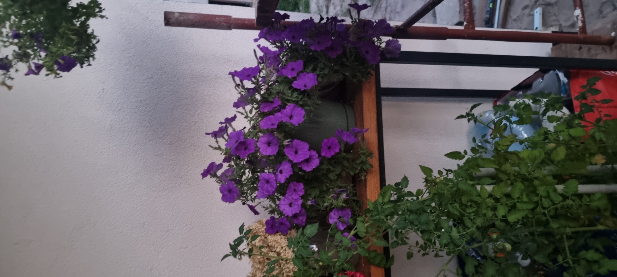 Summer blooms on balconies and shelves in rural Poland