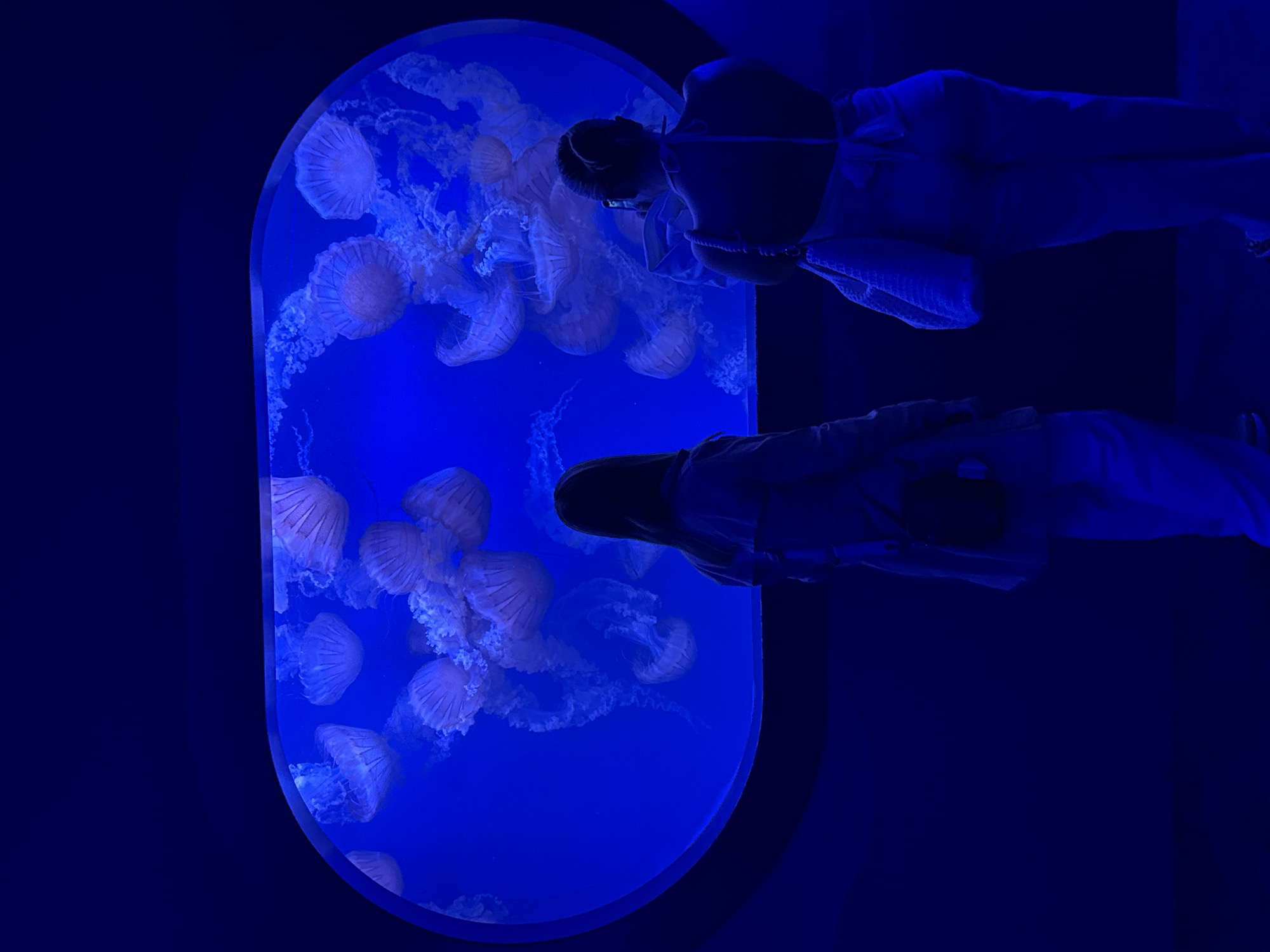 Visitor explores marine exhibits at Valencia aquarium