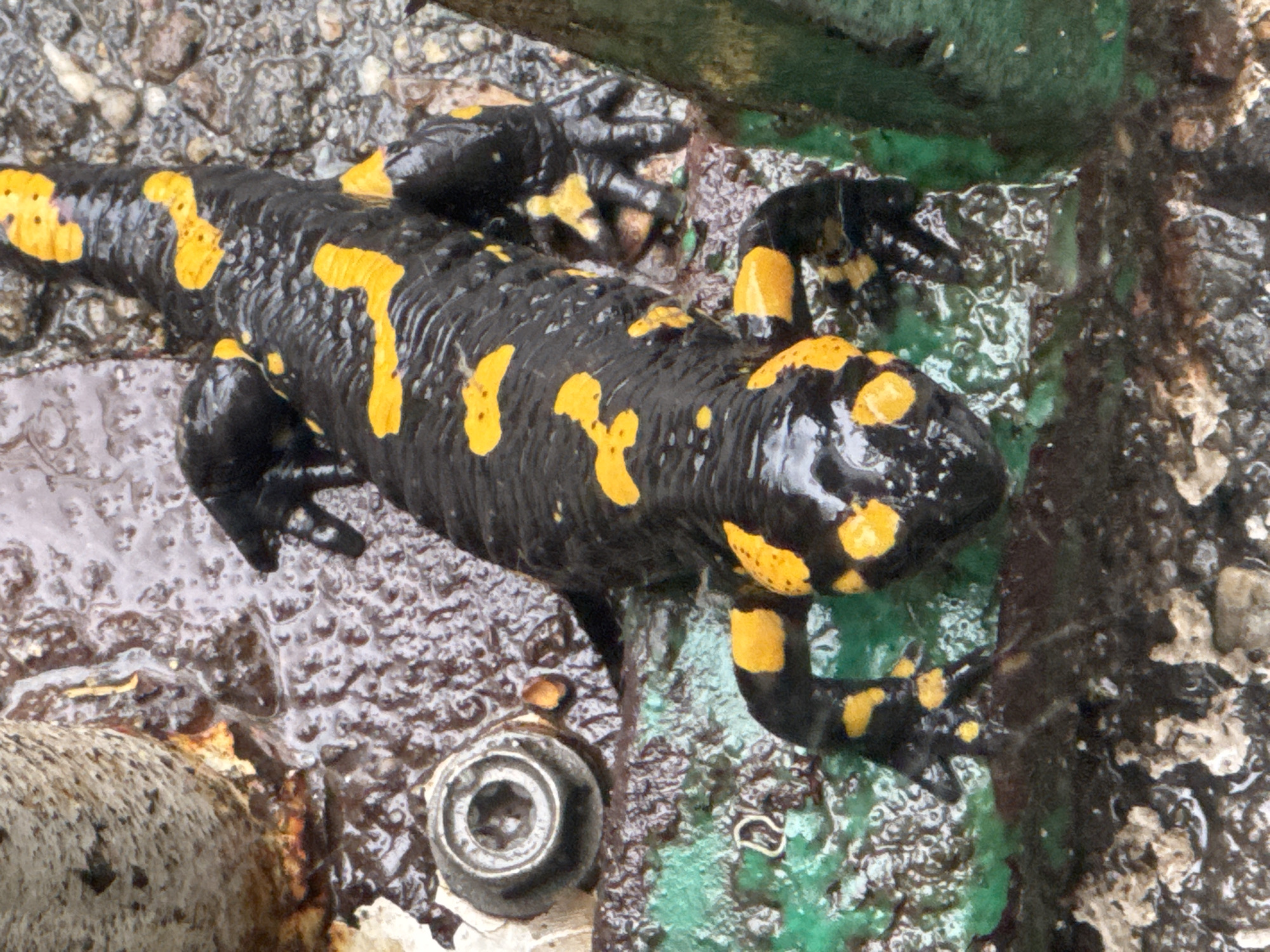 Fire salamander spotted on wet streets in Blagoevgrad, Bulgaria