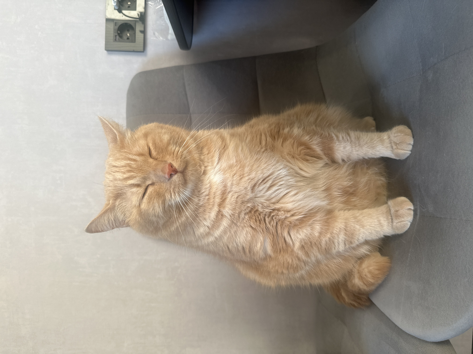 Cats rest on chairs during home renovation in Monchegorsk