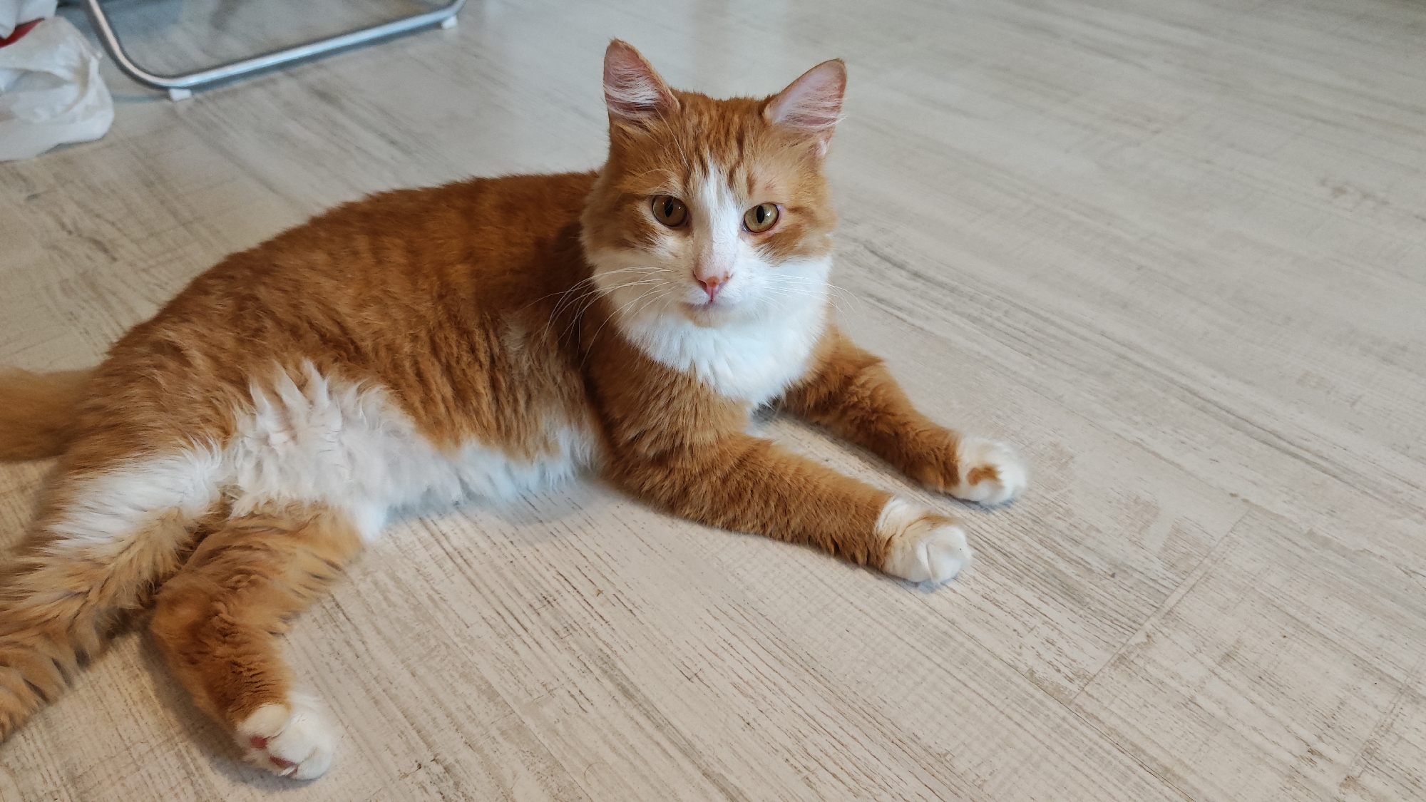 Cats, coastlines, and quiet moments from one afternoon