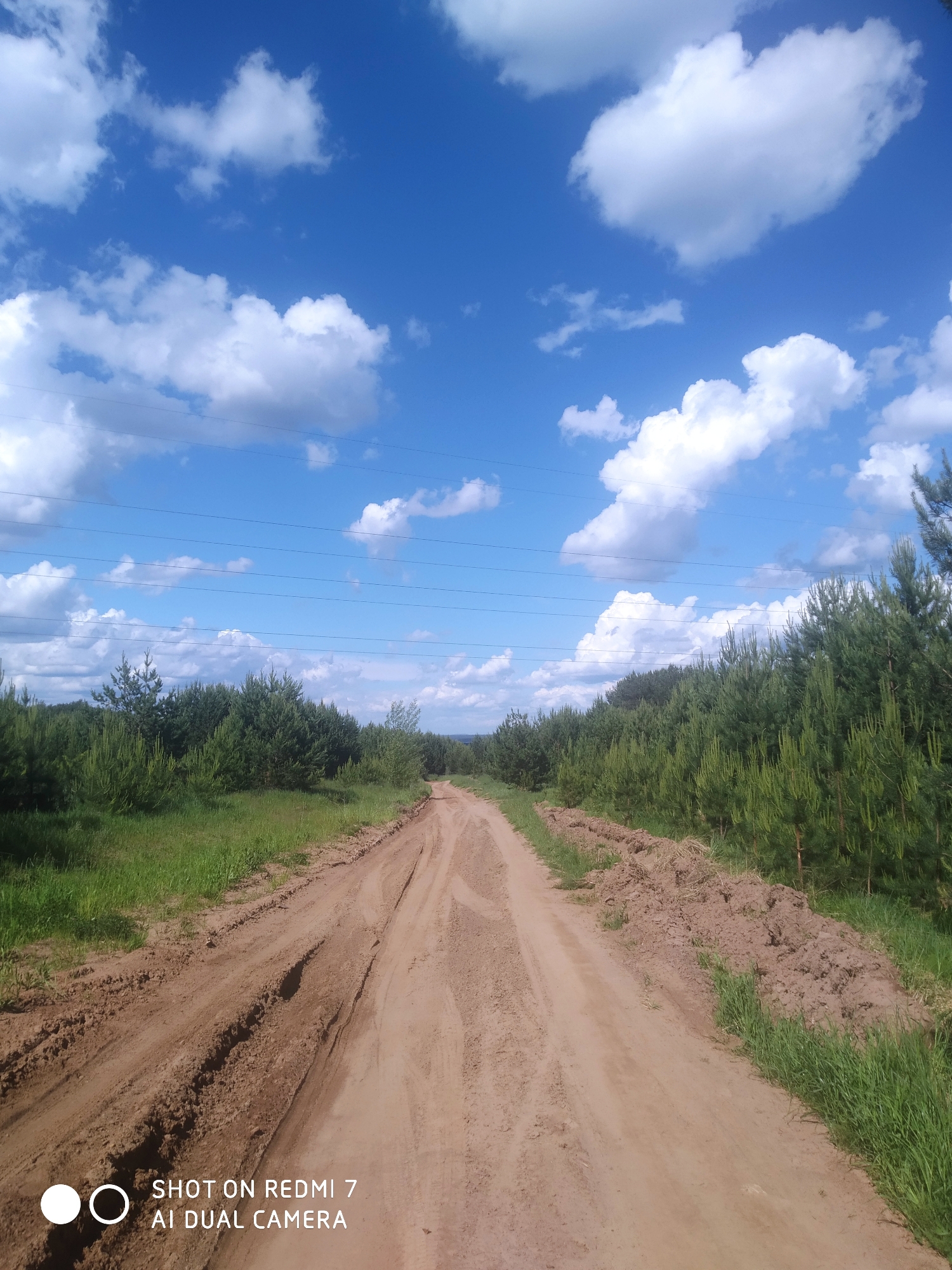 Rural Chaikovsky landscapes with lupine flowers and power lines documented