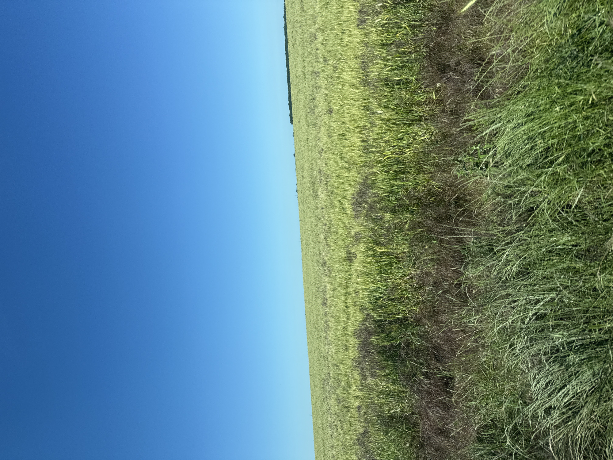Wheat and crop fields under open skies in rural Bulgaria