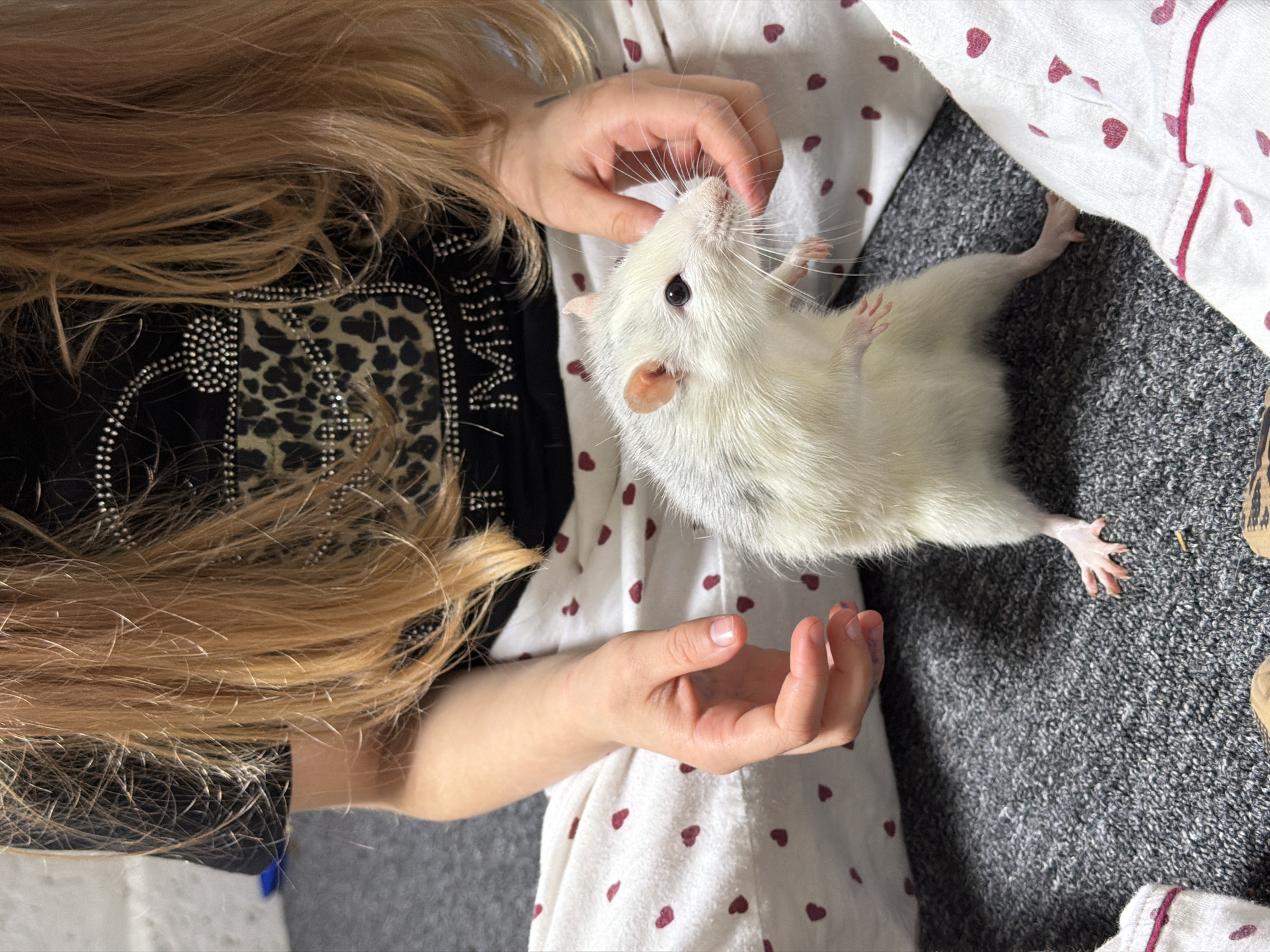 Evening moments captured: pet interactions and nighttime travel