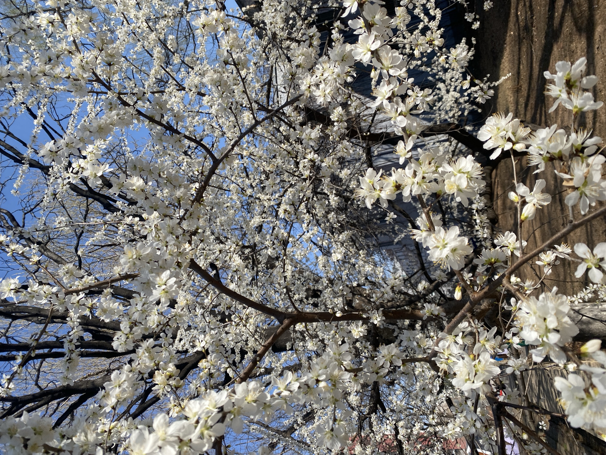 Spring moments captured in Zhongtun park, China