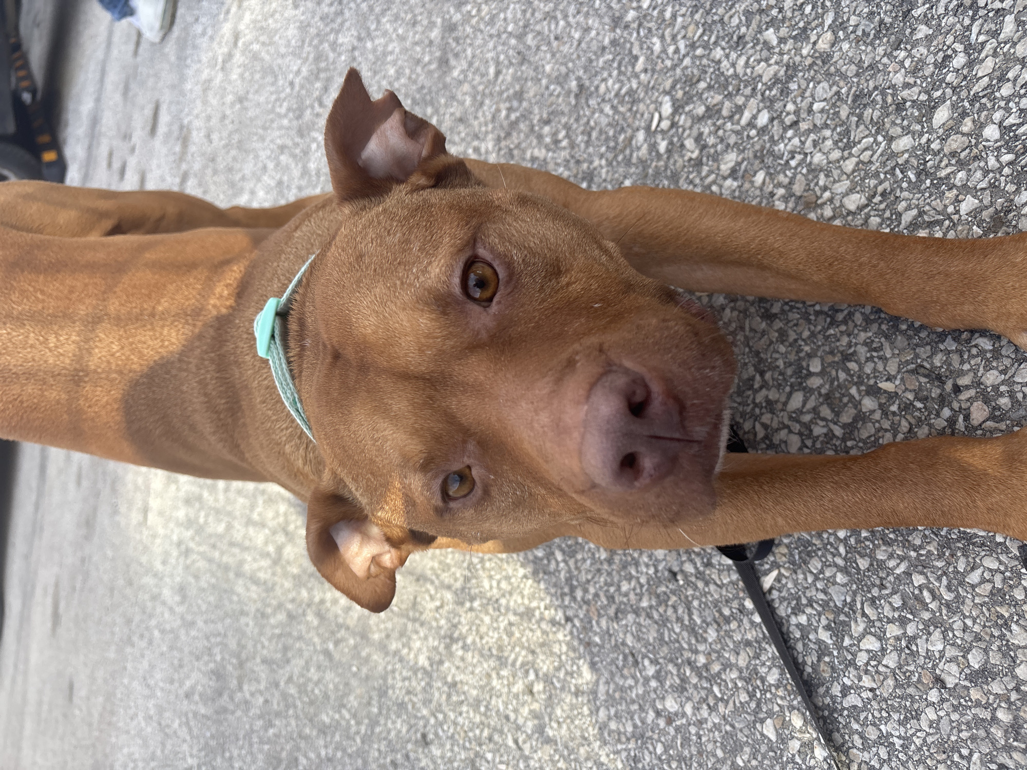 Dog rests on Sofia pavement near auto shop