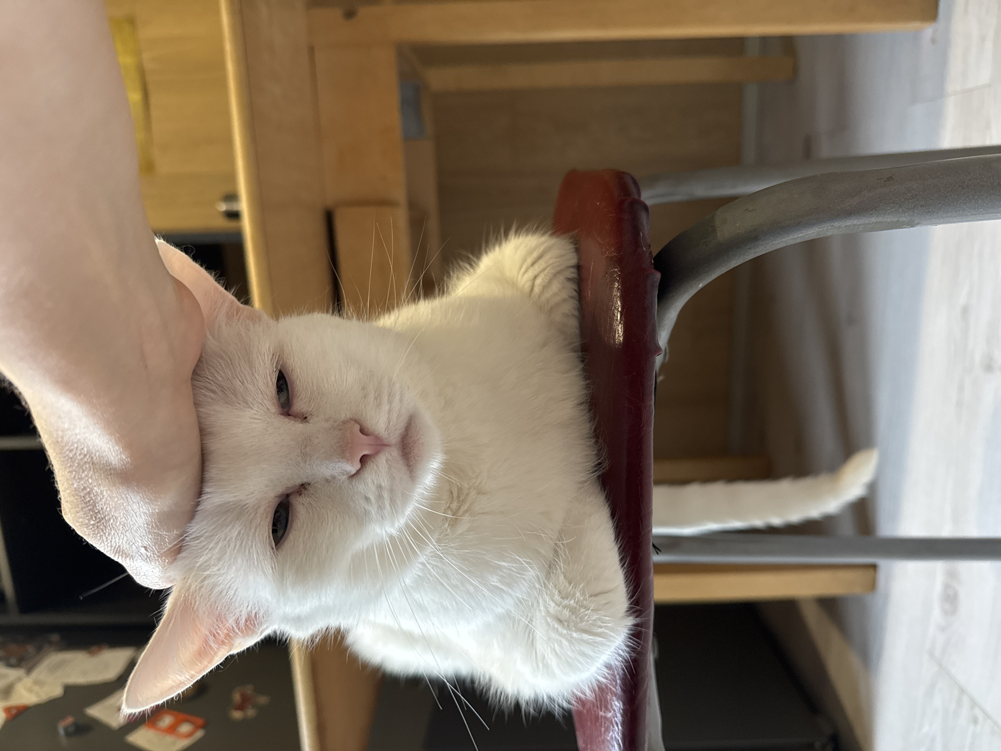 Hands and cats: a few relaxed indoor moments