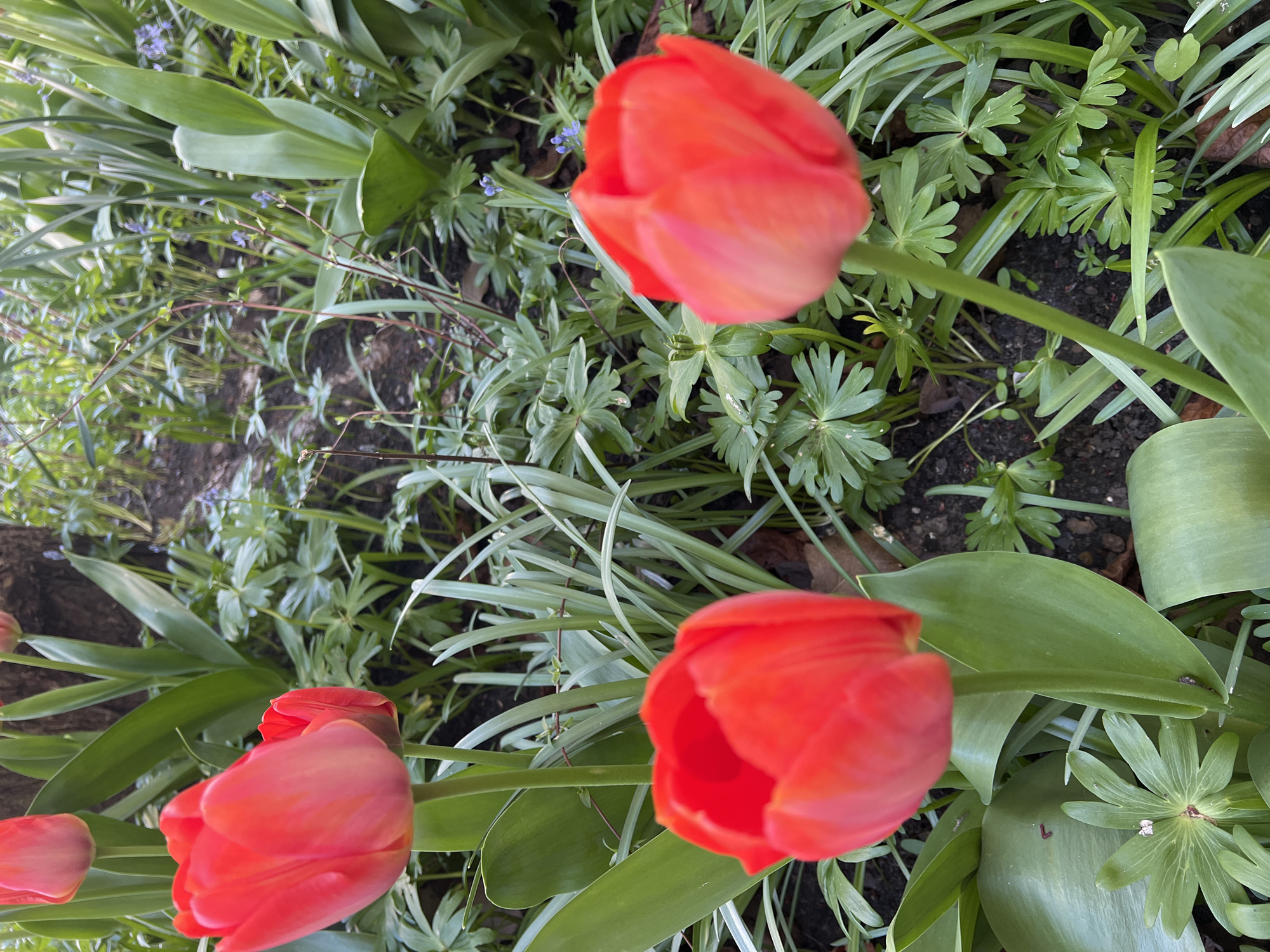Spring blooms and historic architecture captured in Aalborg