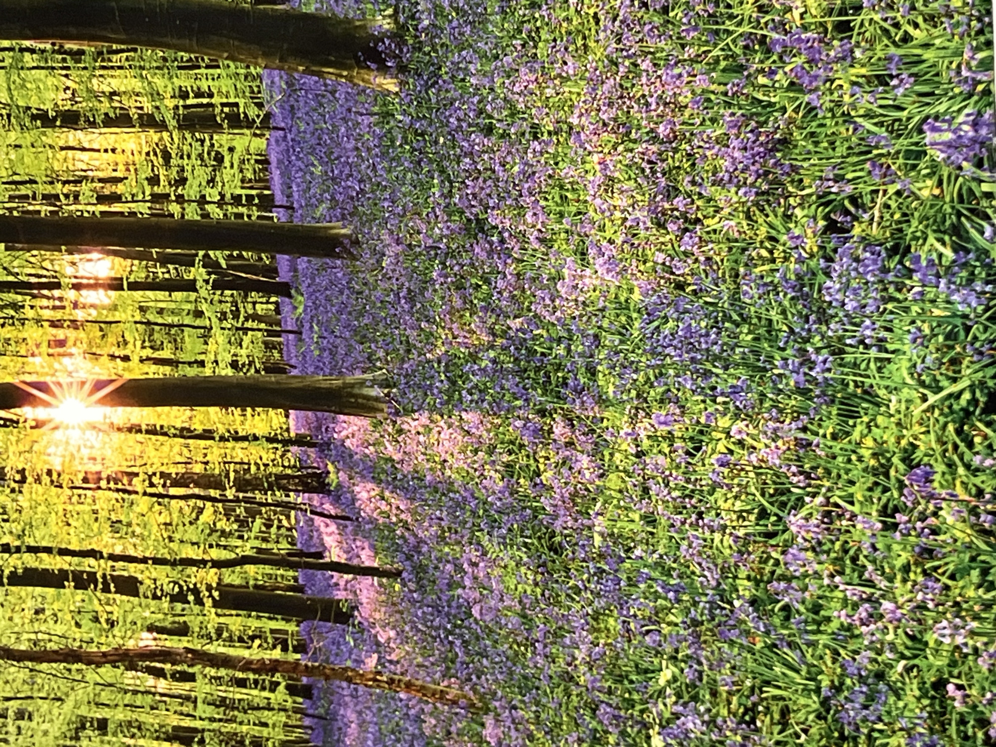 Bluebells and buildings on a summer afternoon in Burg