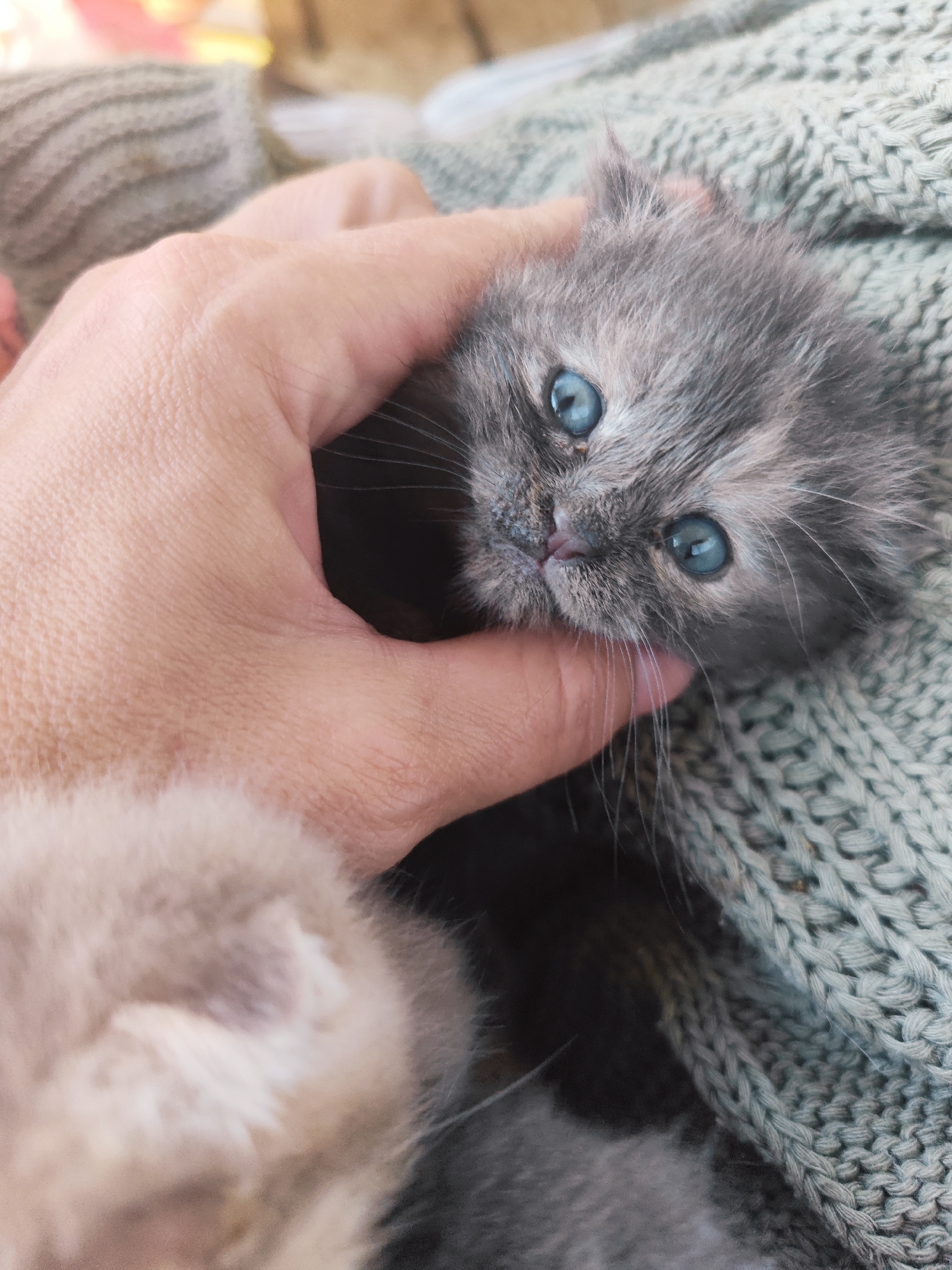 Blue-eyed kittens gently handled in early morning Russian home