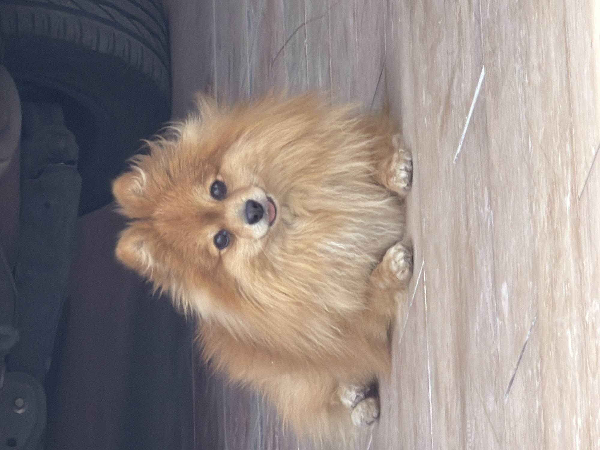 Pet owners document Pomeranian dog and potted cactus
