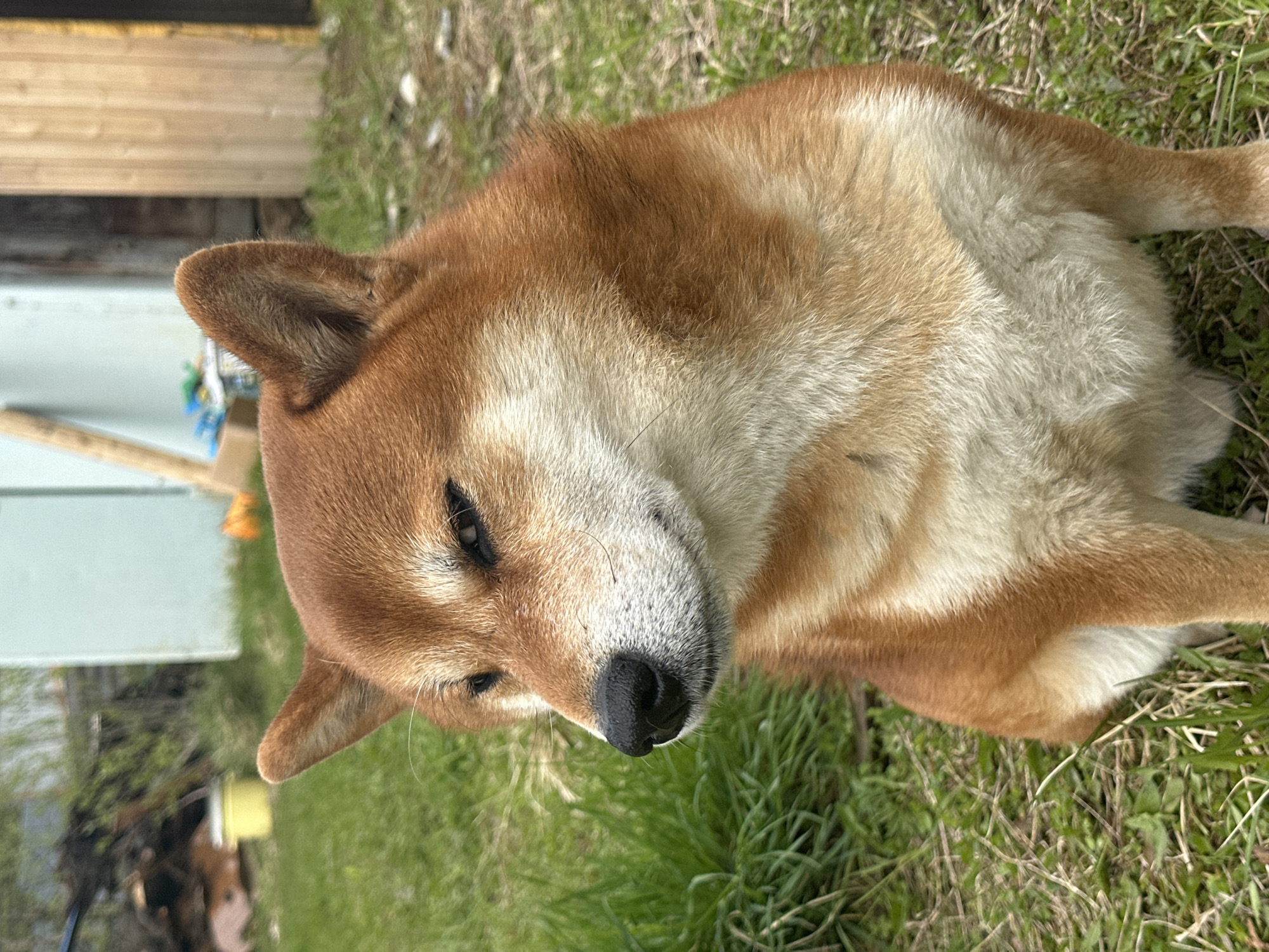 Person pets Shiba Inu dog in yard setting