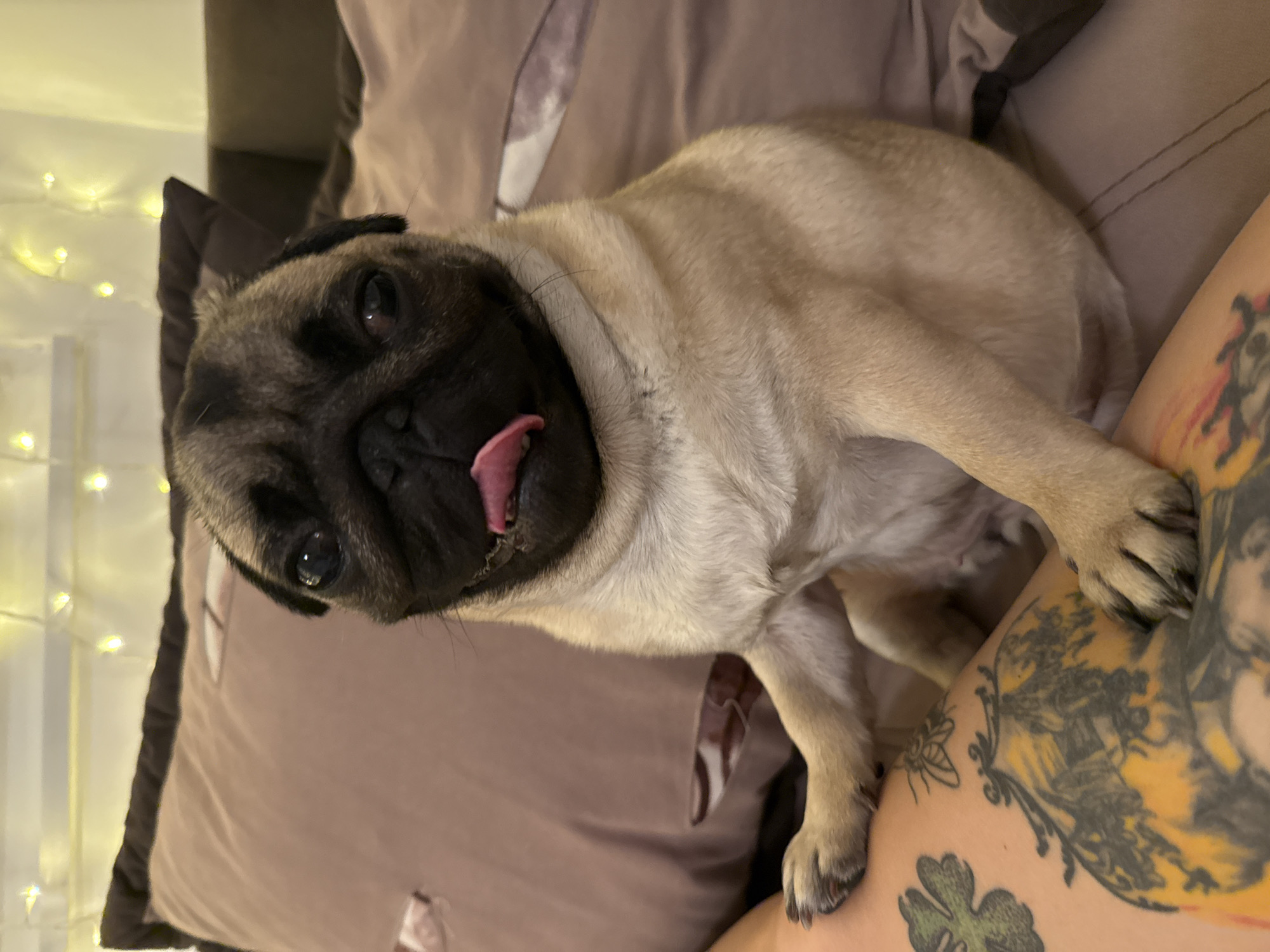 Pug puppy chilling on a tattooed lap at home