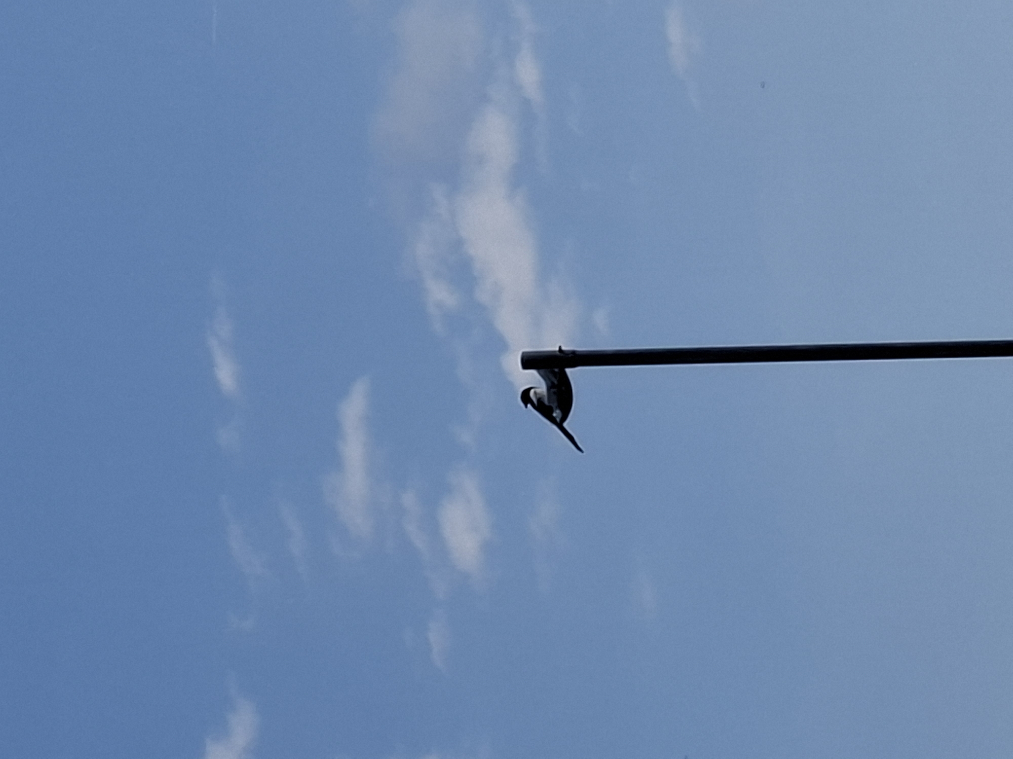 Bird spotted hanging upside down during clear morning hours