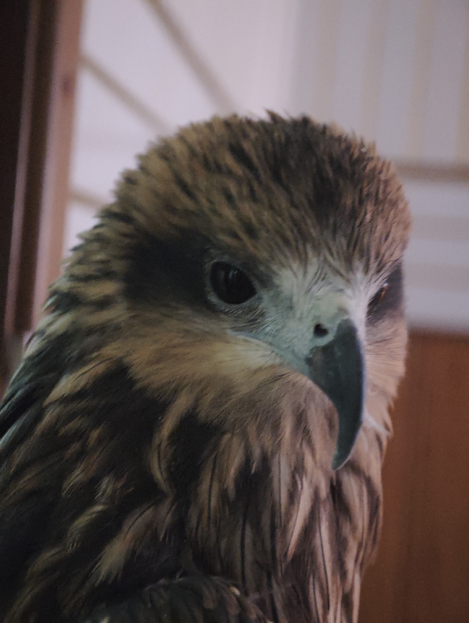 Birds of prey, cats, and fish in Abakan