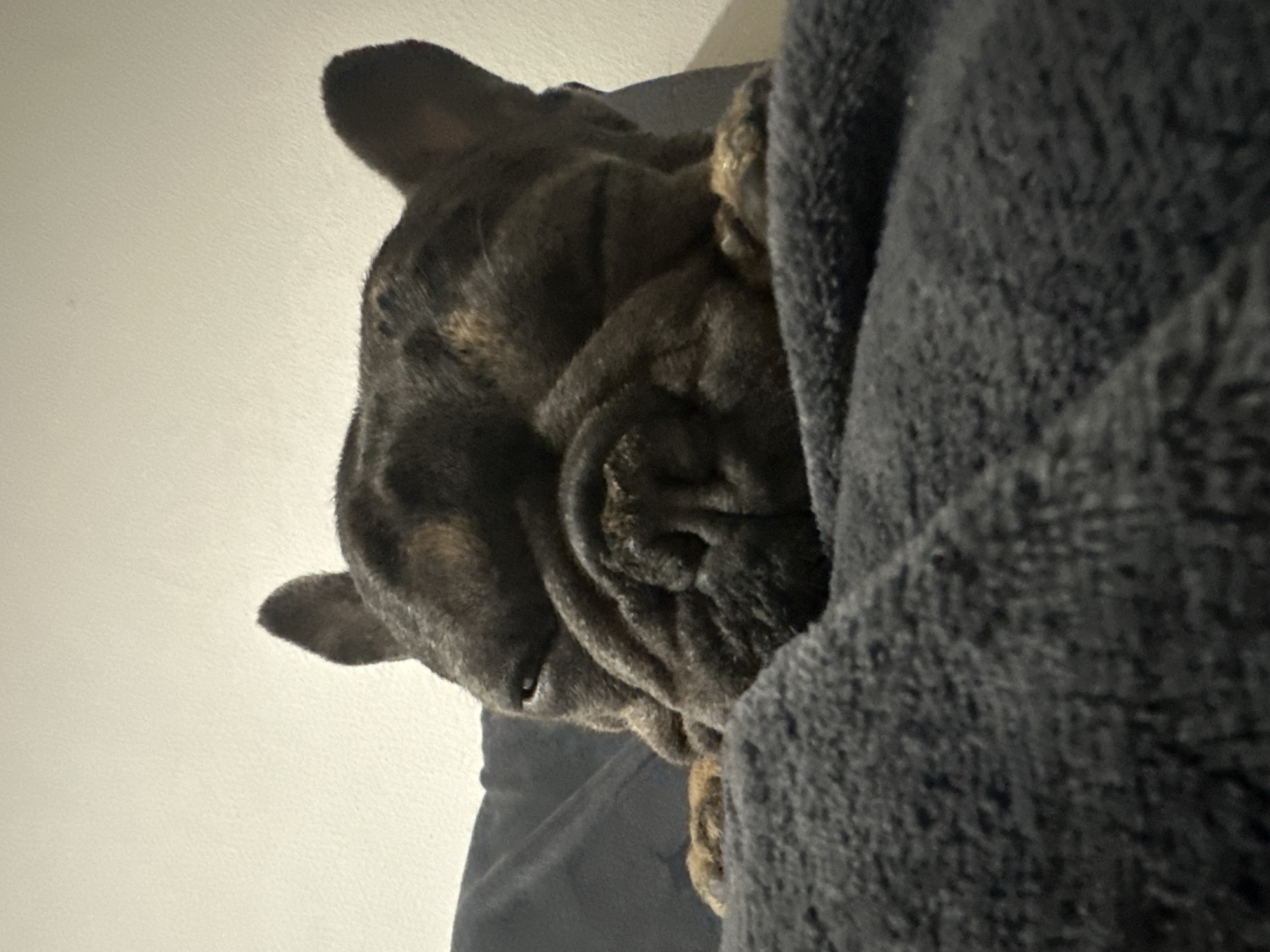 French Bulldog naps indoors while moonlight falls over the city