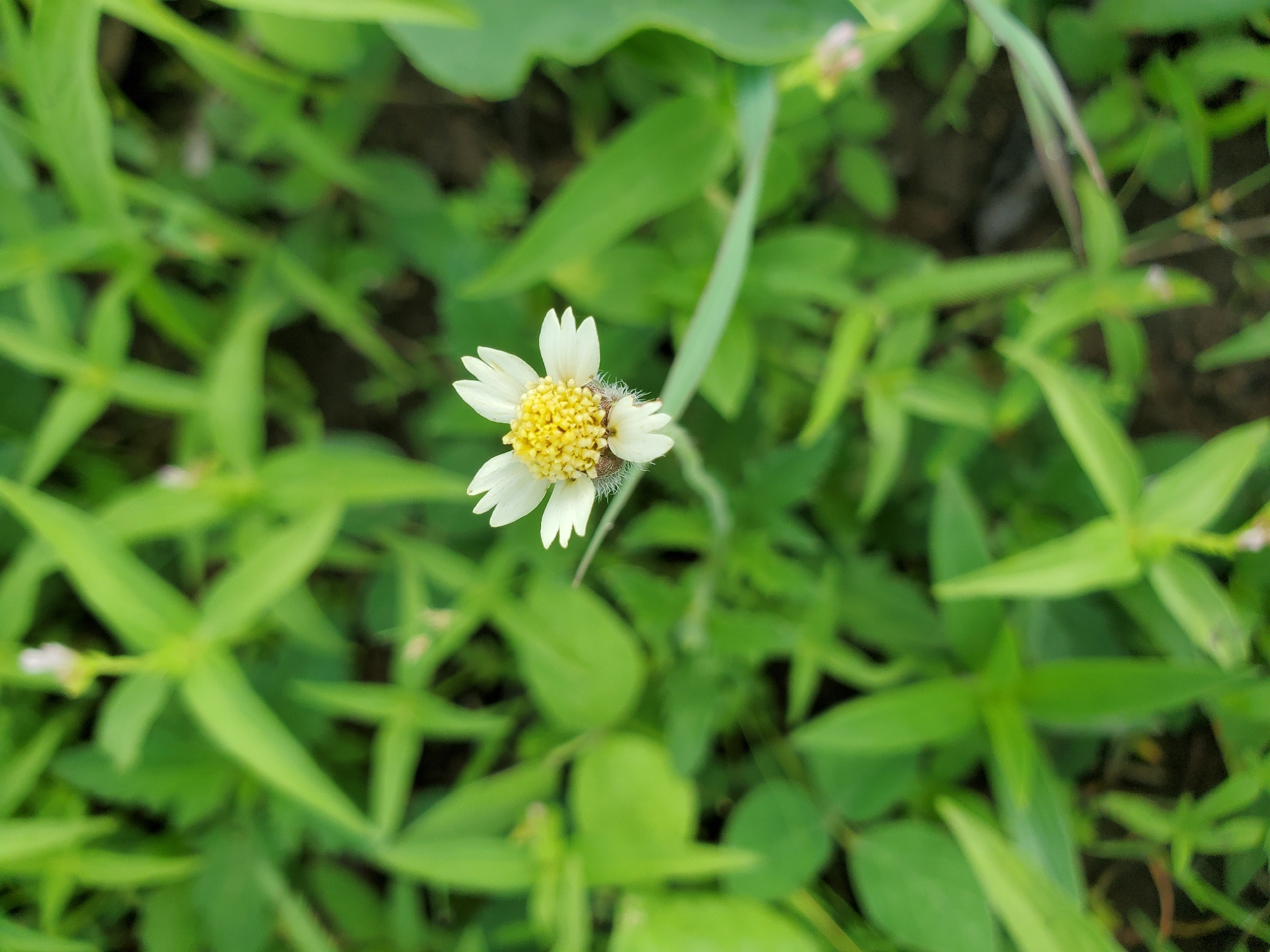 Small flower blooms in green field, Mararaba Nigeria