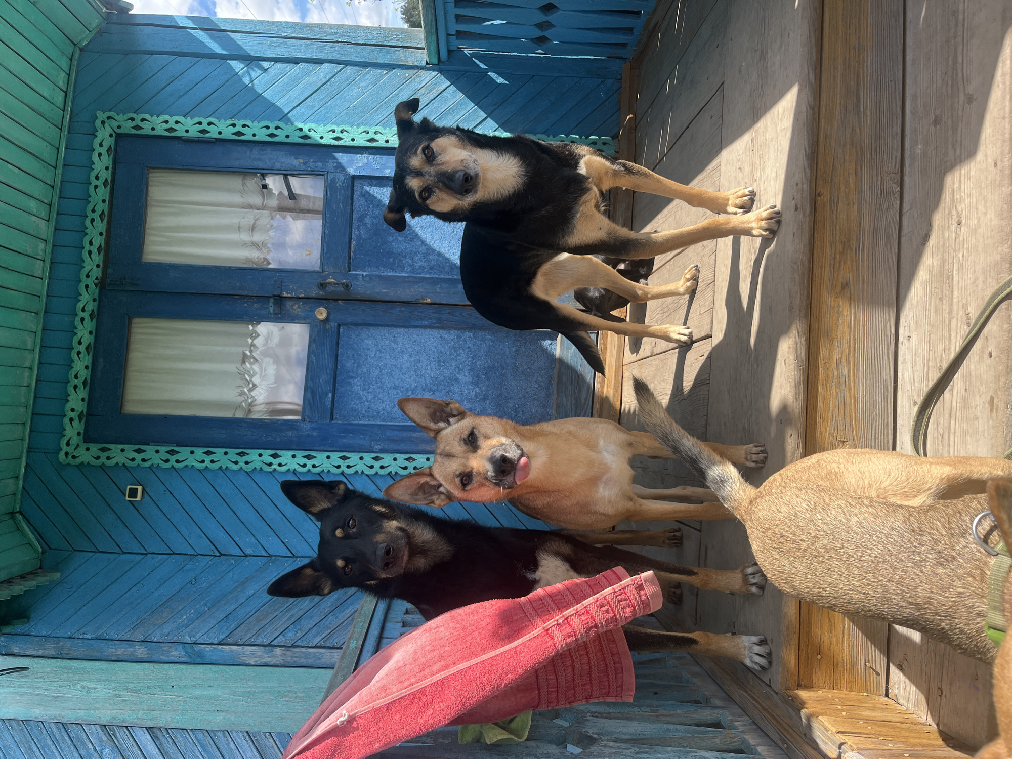 Dogs lounging around a blue wooden house in Nizhny Tagil
