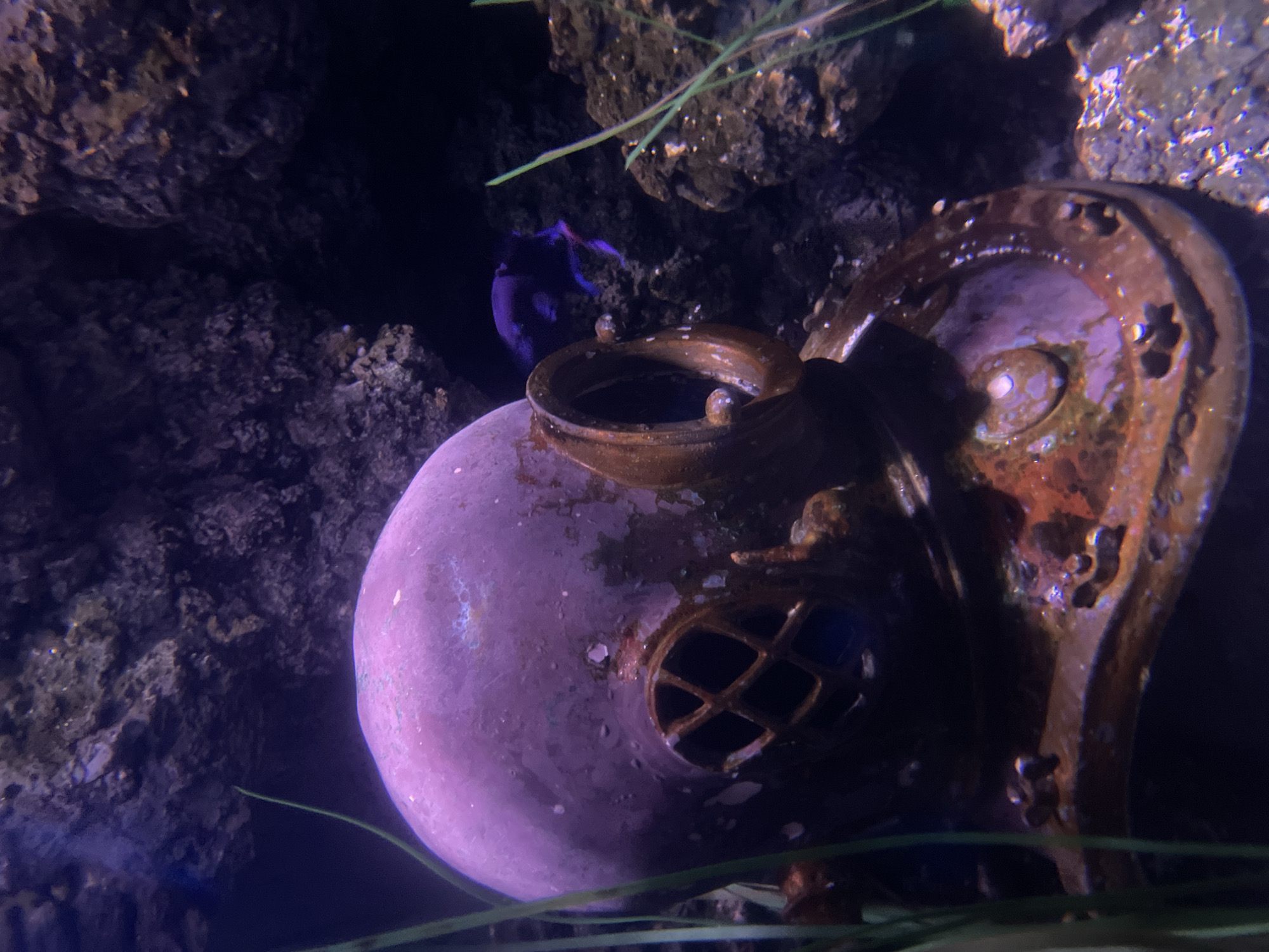 Morning at a London aquarium, coral reefs and tank exhibits