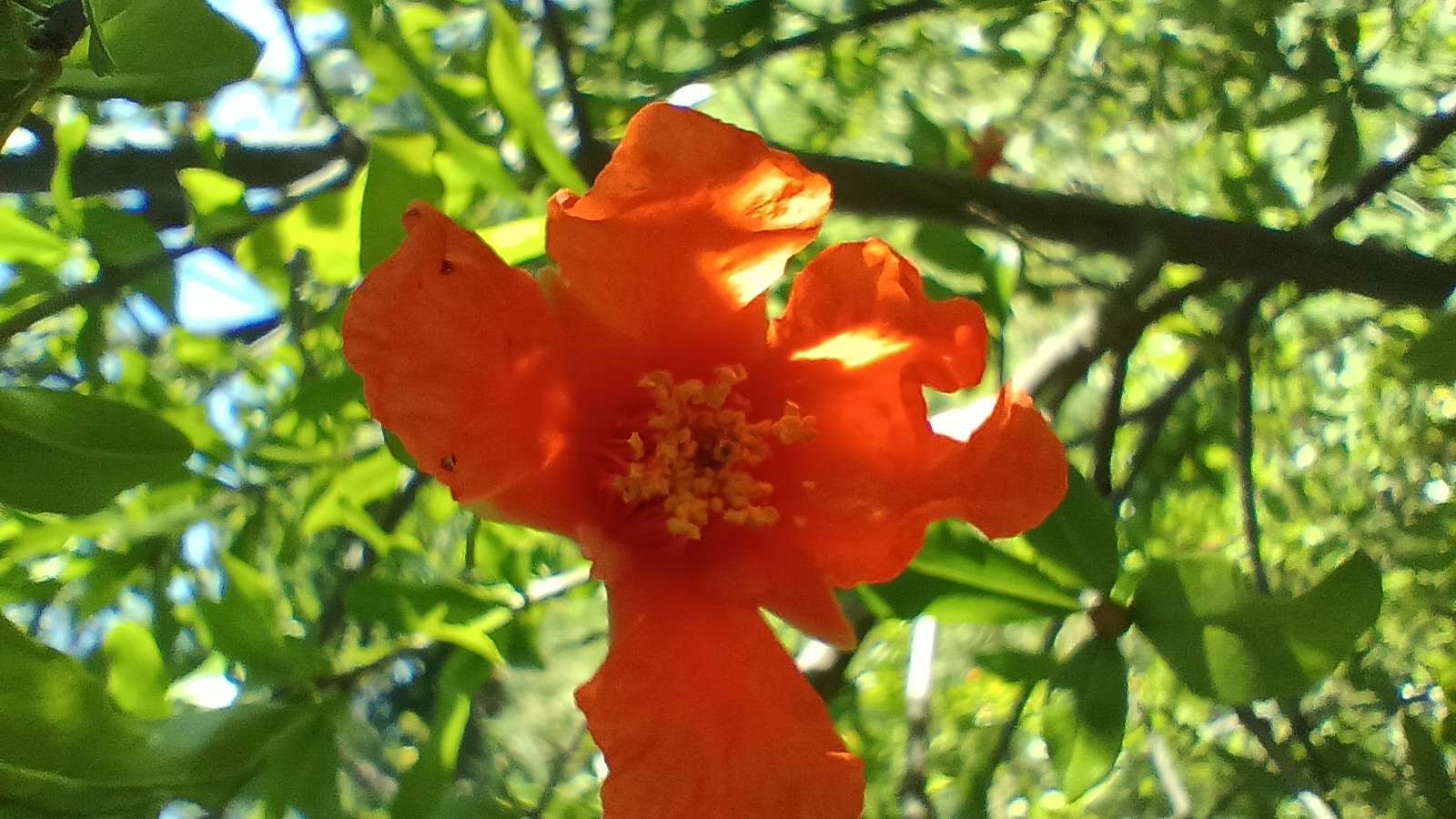 Morning garden photography session captures flora and fauna in Bulgaria