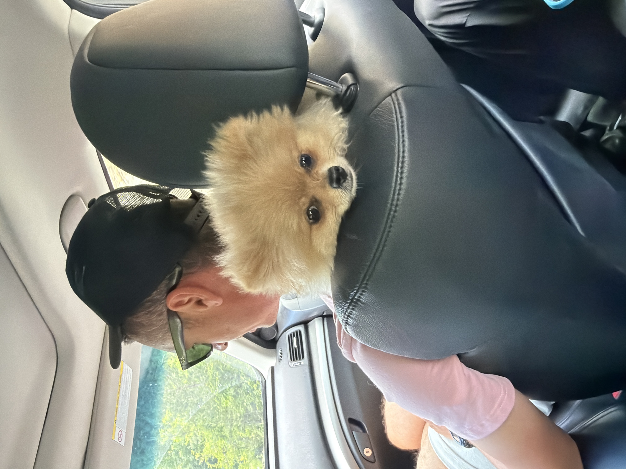Pomeranian dog spotted resting in car in Bulgarian village