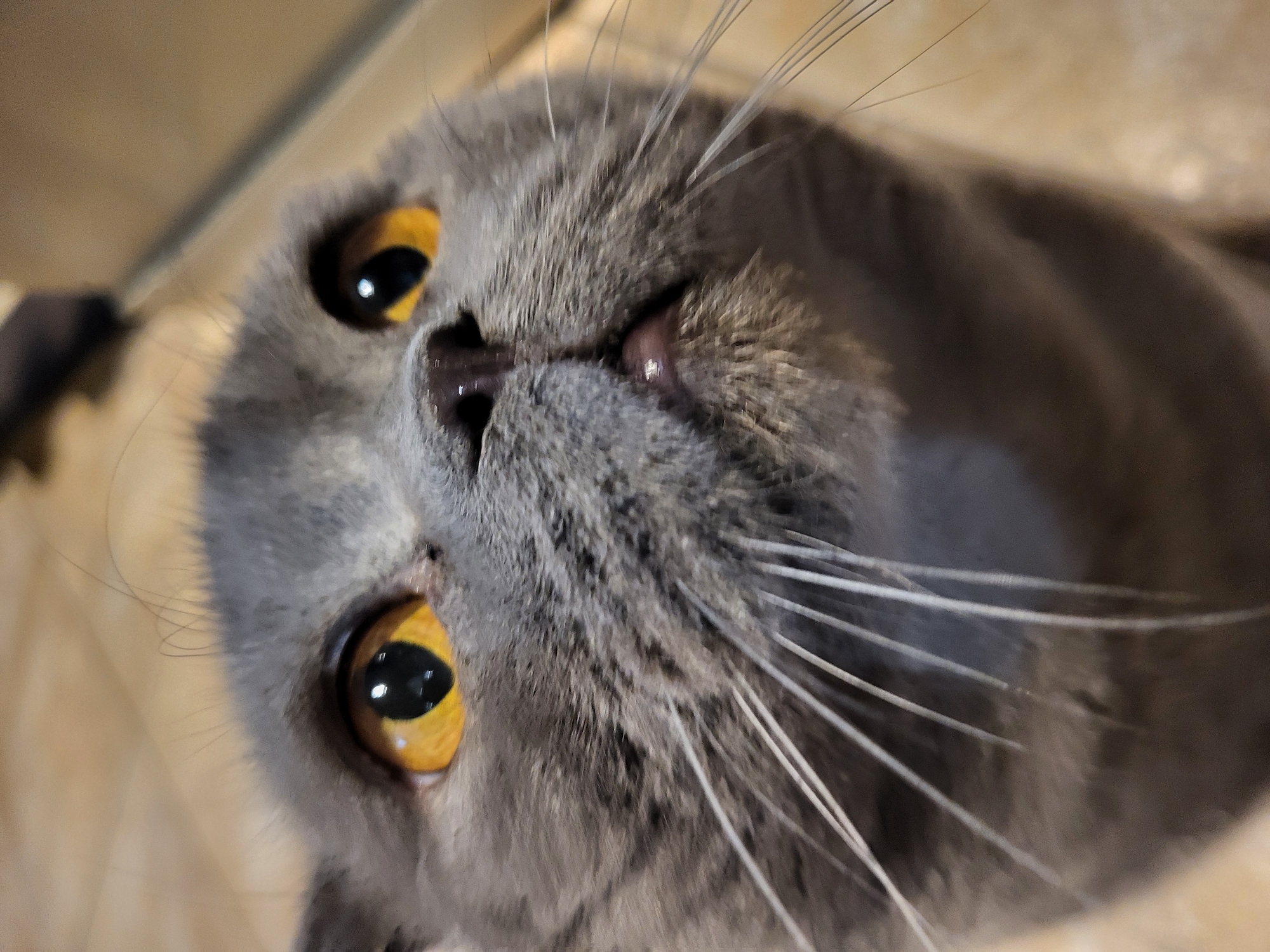 Neighborhood scenes capture cat, flowering plants, construction activity