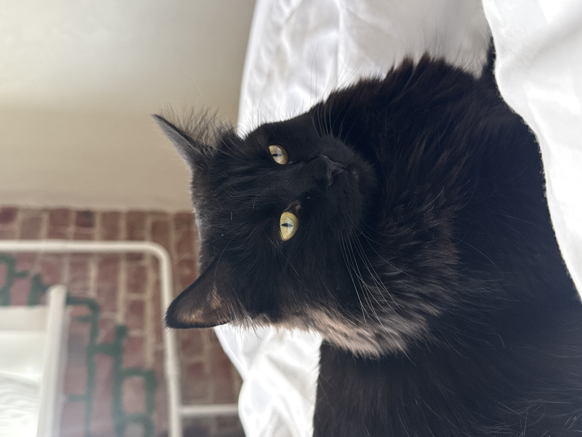 Black cat photographed in close-up shots in Rostov-on-Don