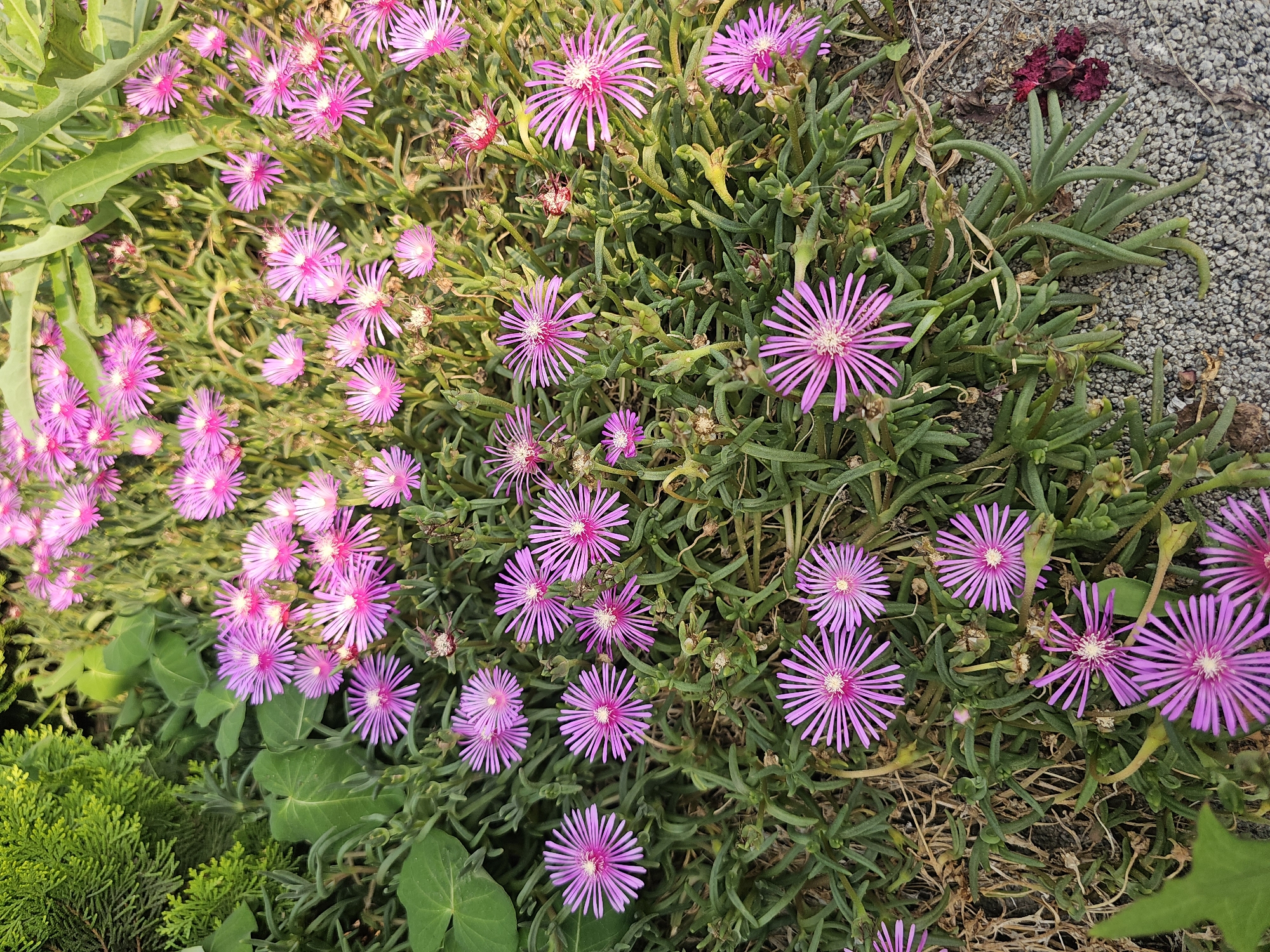 Roadside flowers in bloom across Hwaseong-si