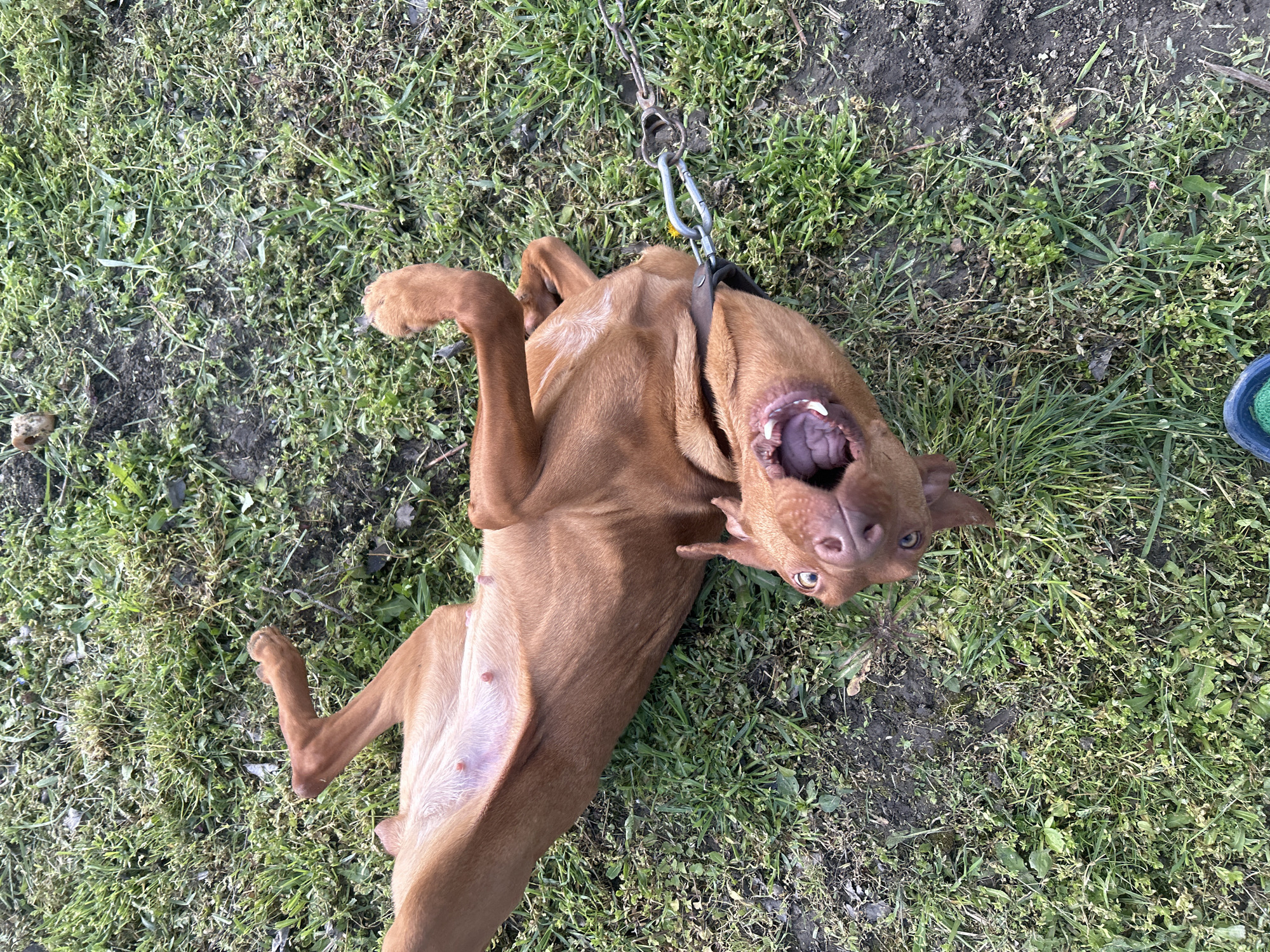 Dog receives attention from owners in Bulgarian village