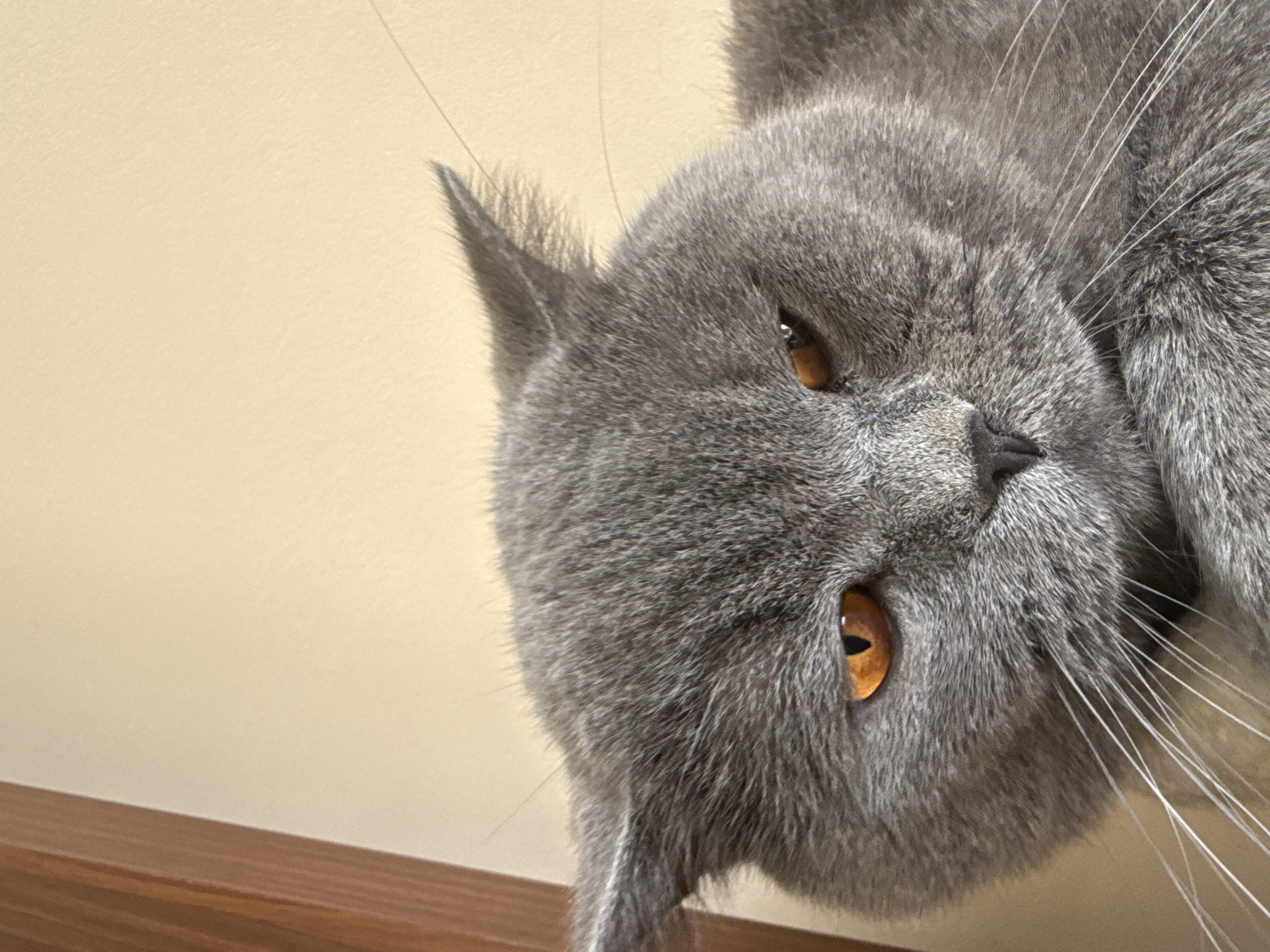 Gray cat photographed upside-down in playful poses in Pleven