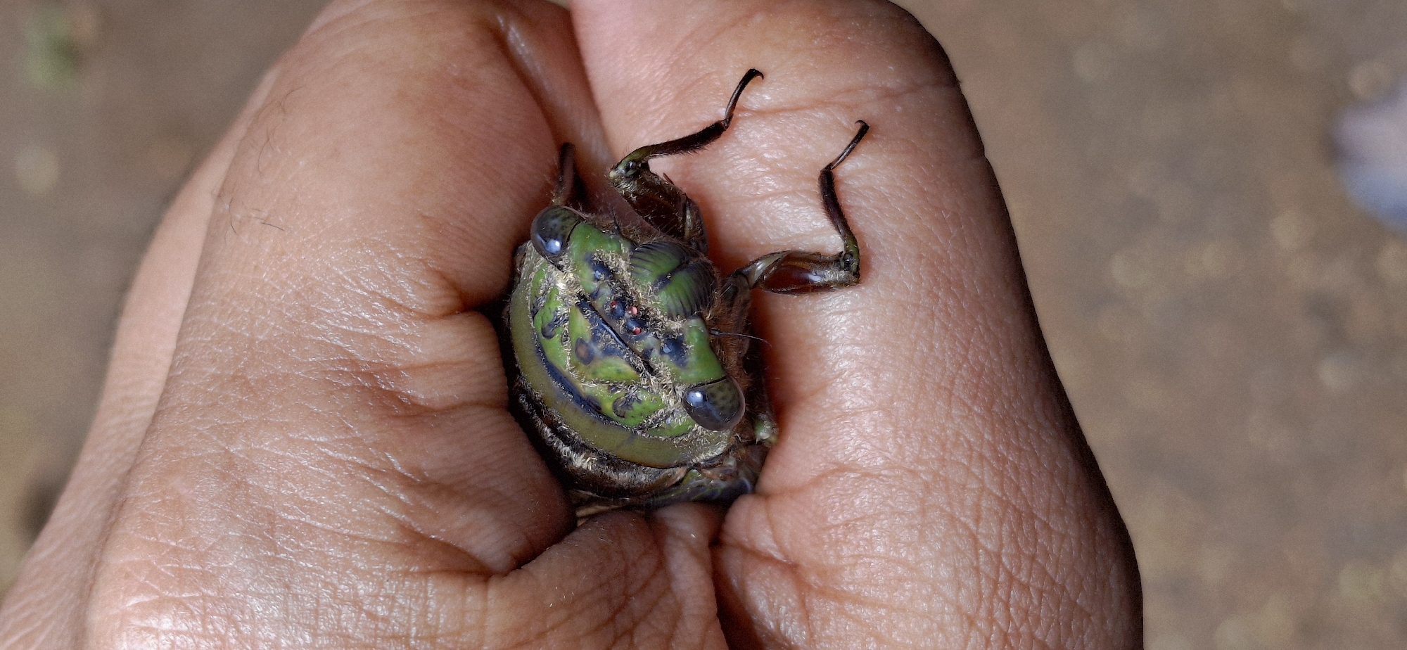 Cicadas, lizards, and backyard nature in Vallecito, Venezuela
