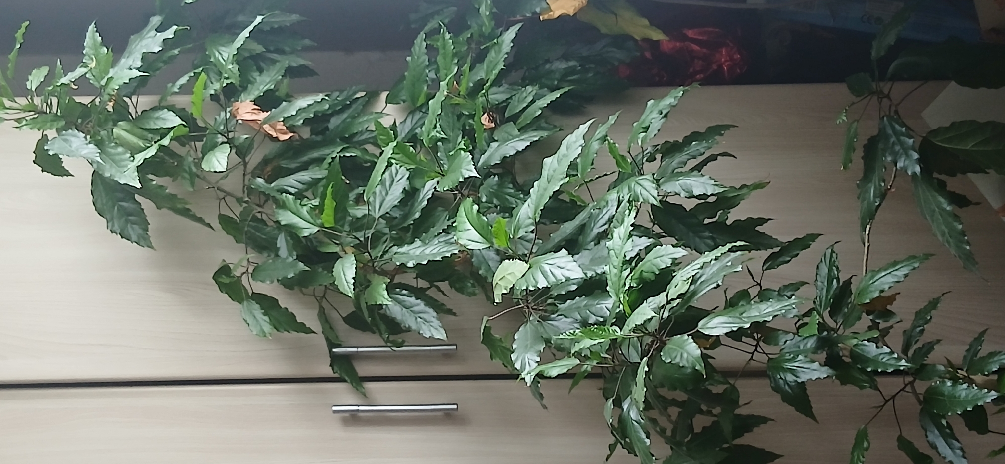 Houseplant with serrated leaves beside a wooden wardrobe indoors.