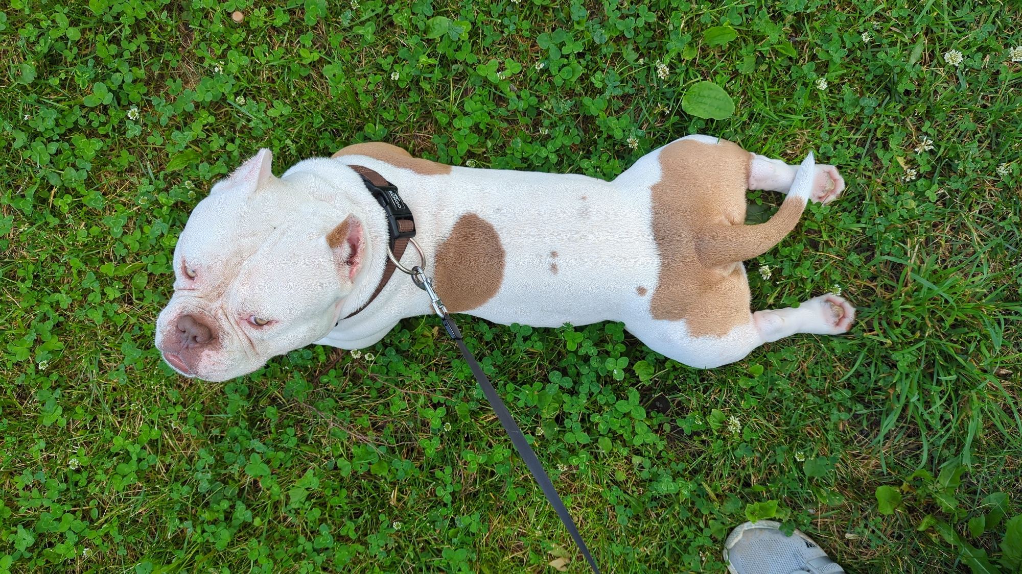 Sunny afternoon in Kommunarka: puppy in the grass, selfies outside