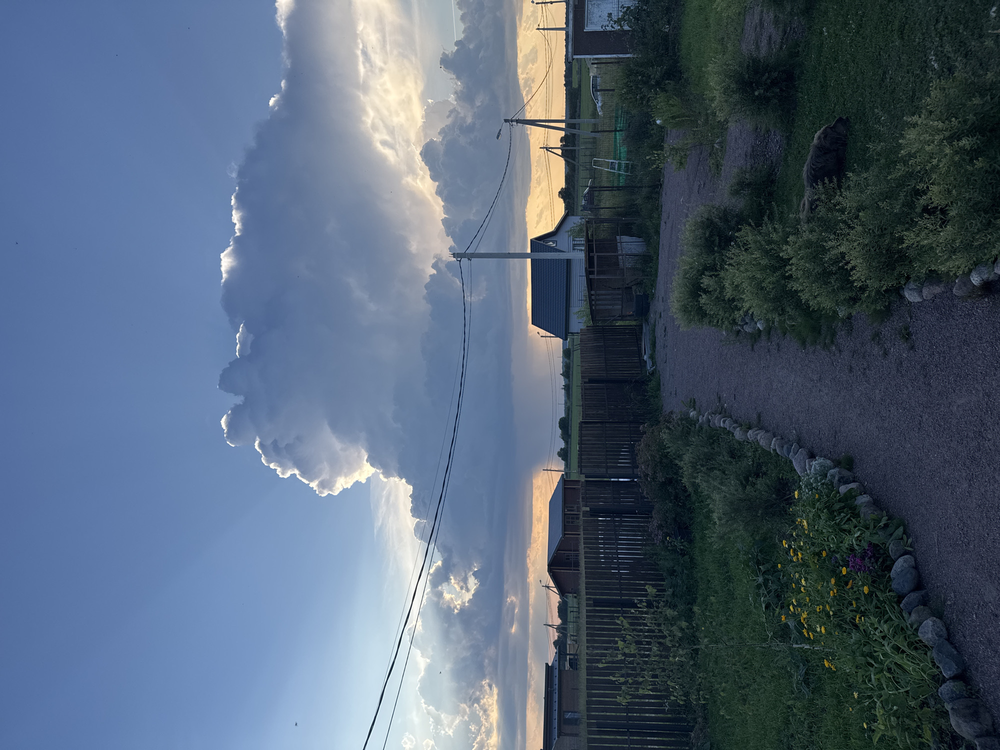 Summer evening in a Russian village garden with raspberries and animals