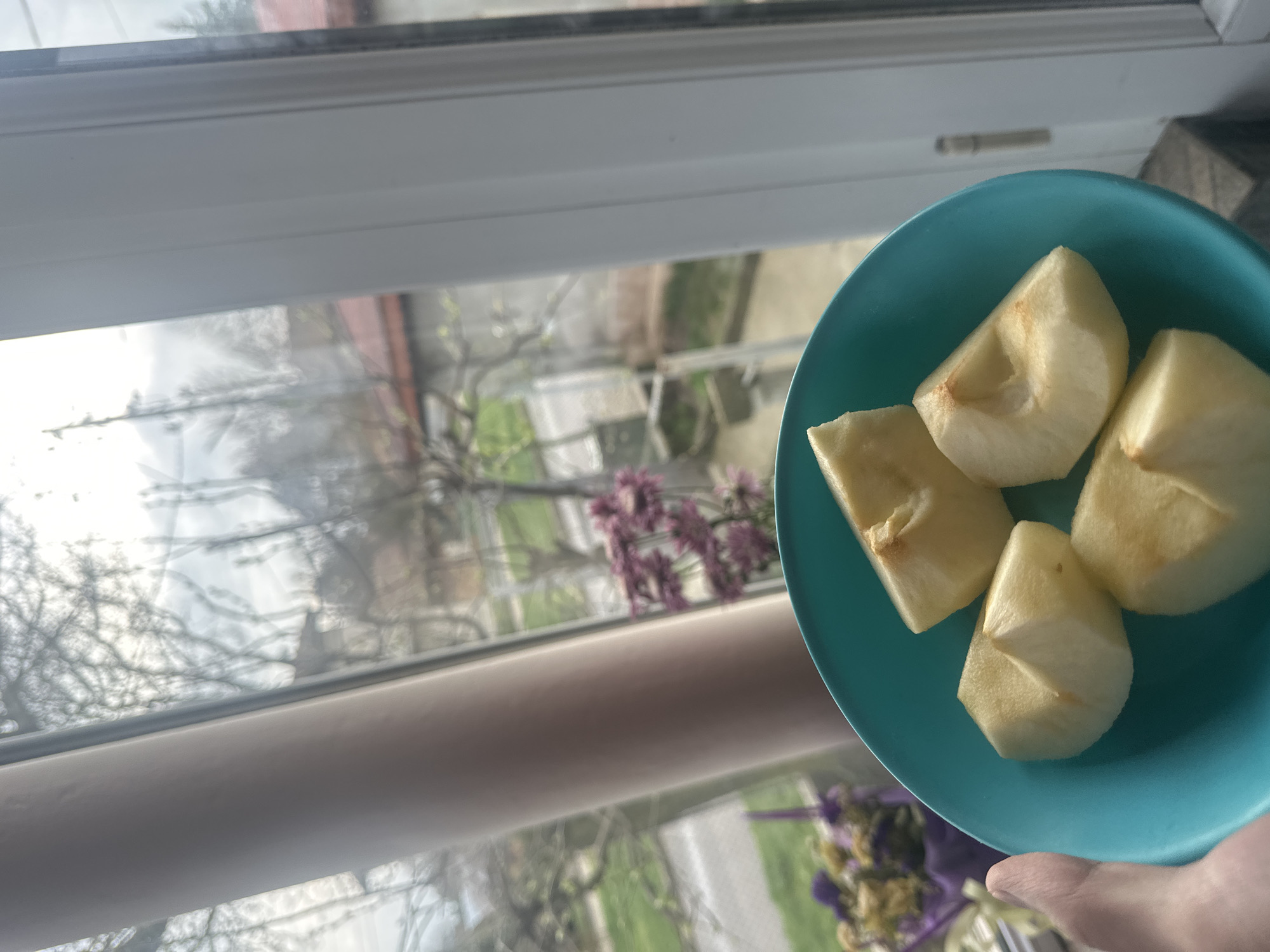 Person enjoys apple slices by window in Bulgarian spring