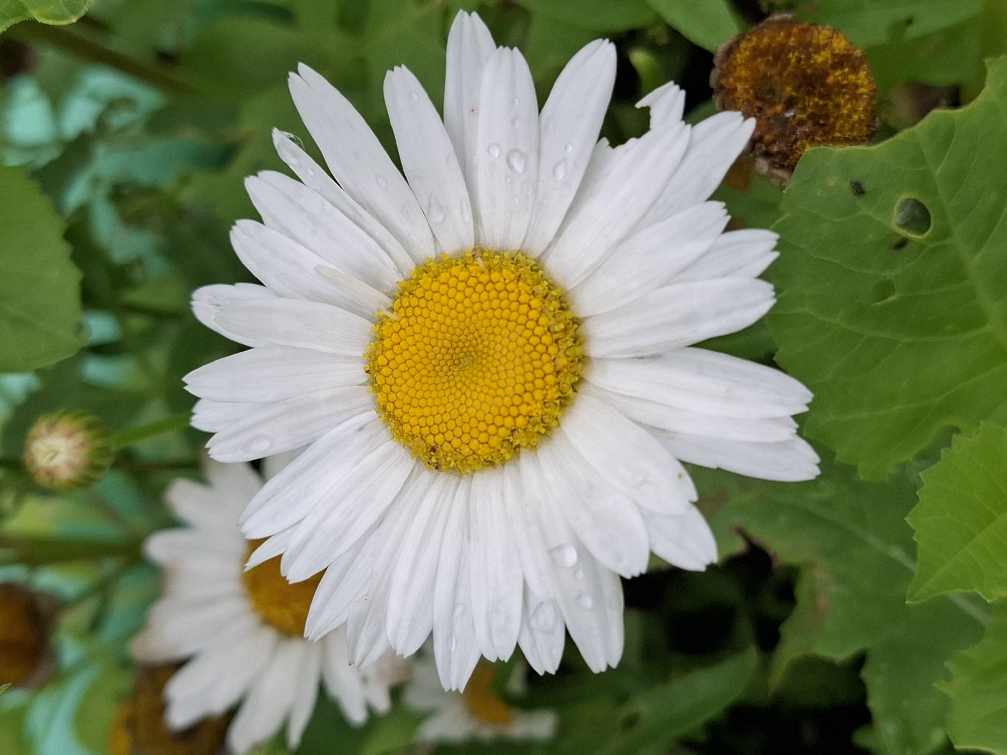 Garden blooms, a resting dog, and pedestrians on a quiet urban morning