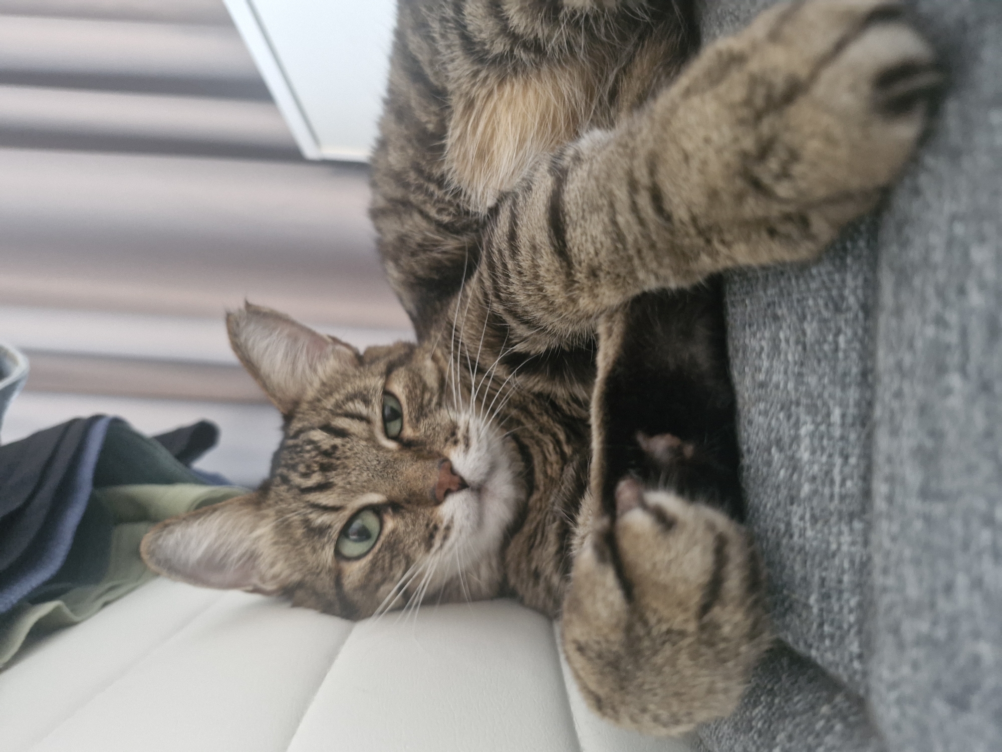 Tabby cat at home, plus a sunset forest painting, Novoangarsk