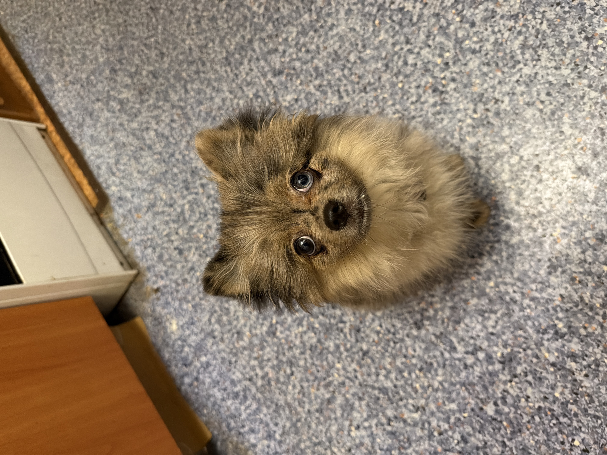 Pets and low-light selfies at home in Chaikovsky