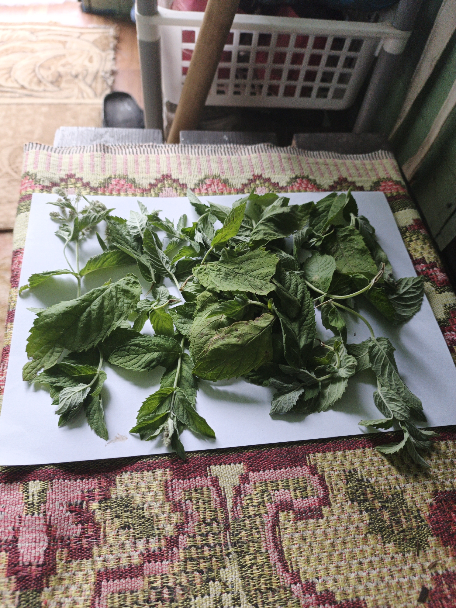 Quiet summer afternoon at a Kazan home with cats and garden