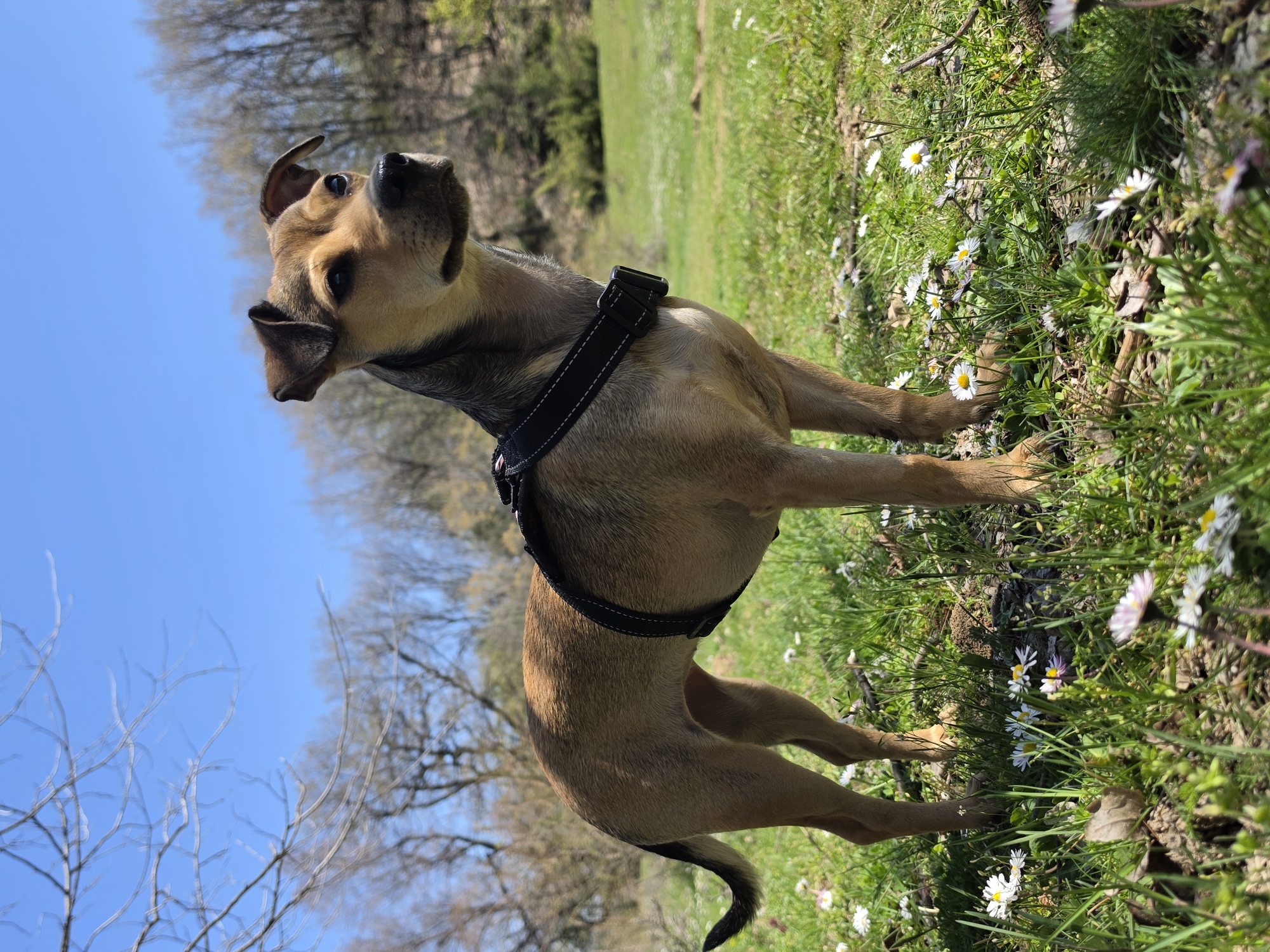 Tan dog in black harness spotted in daisy field