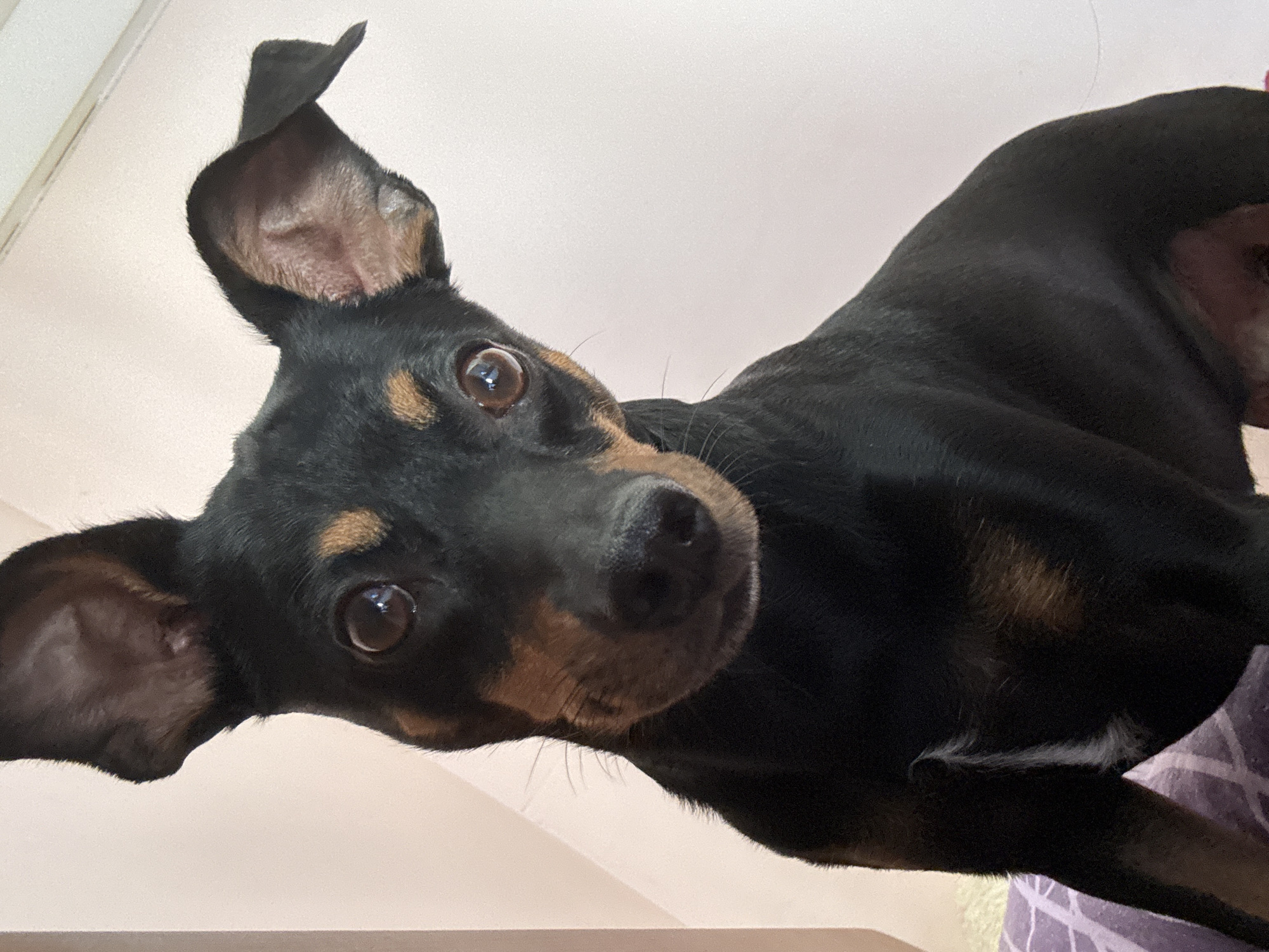 Close-up series of an alert miniature pinscher indoors