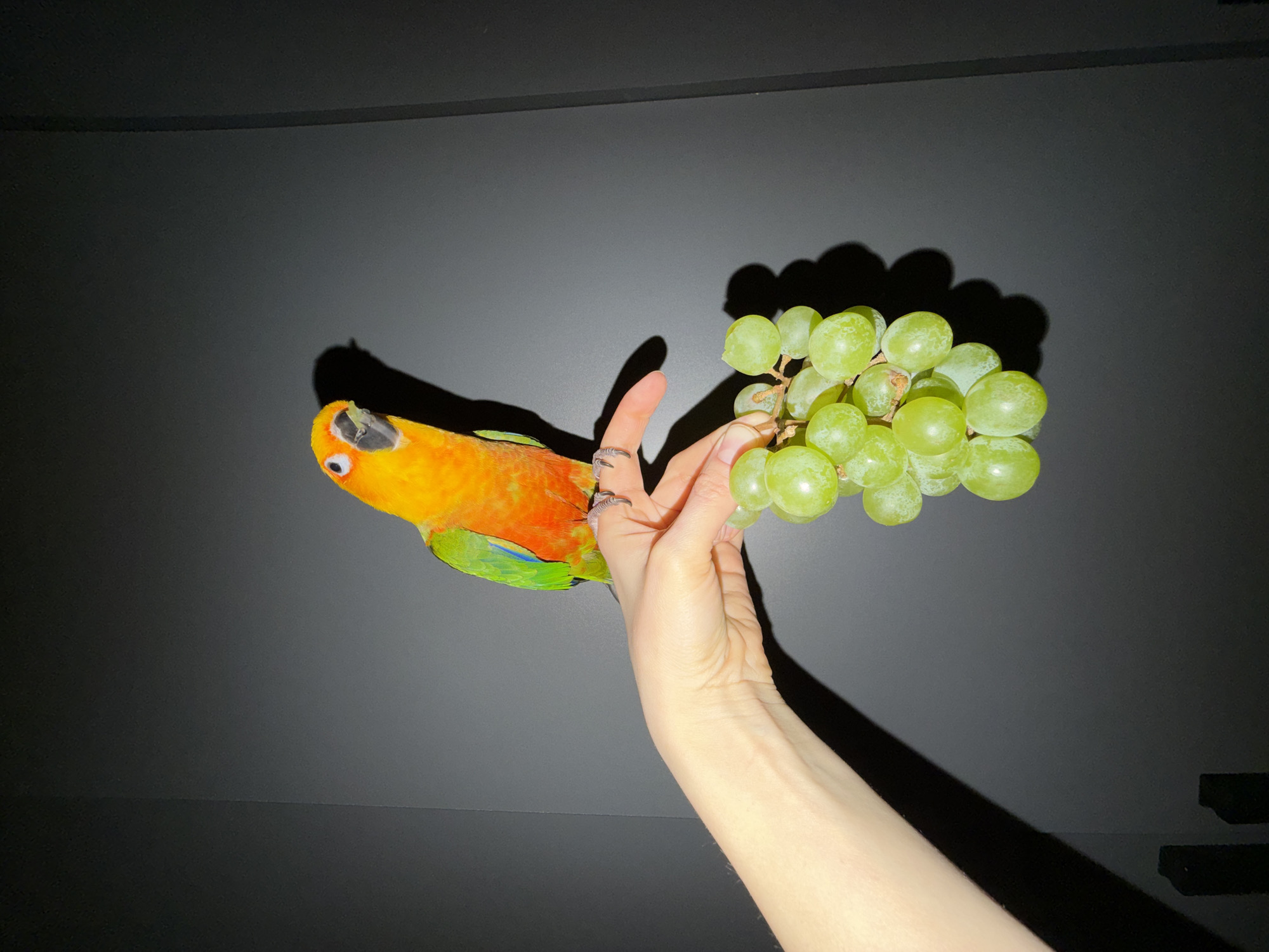 Woman enjoys moment with colorful parrot in Khimki