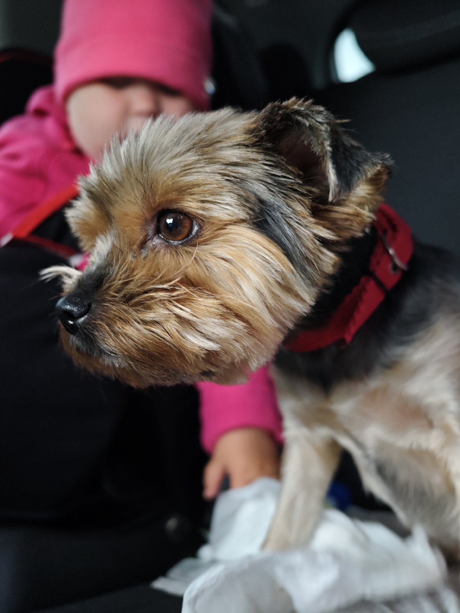 Yorkshire Terrier photographed in profile in Chaikovsky, Russia