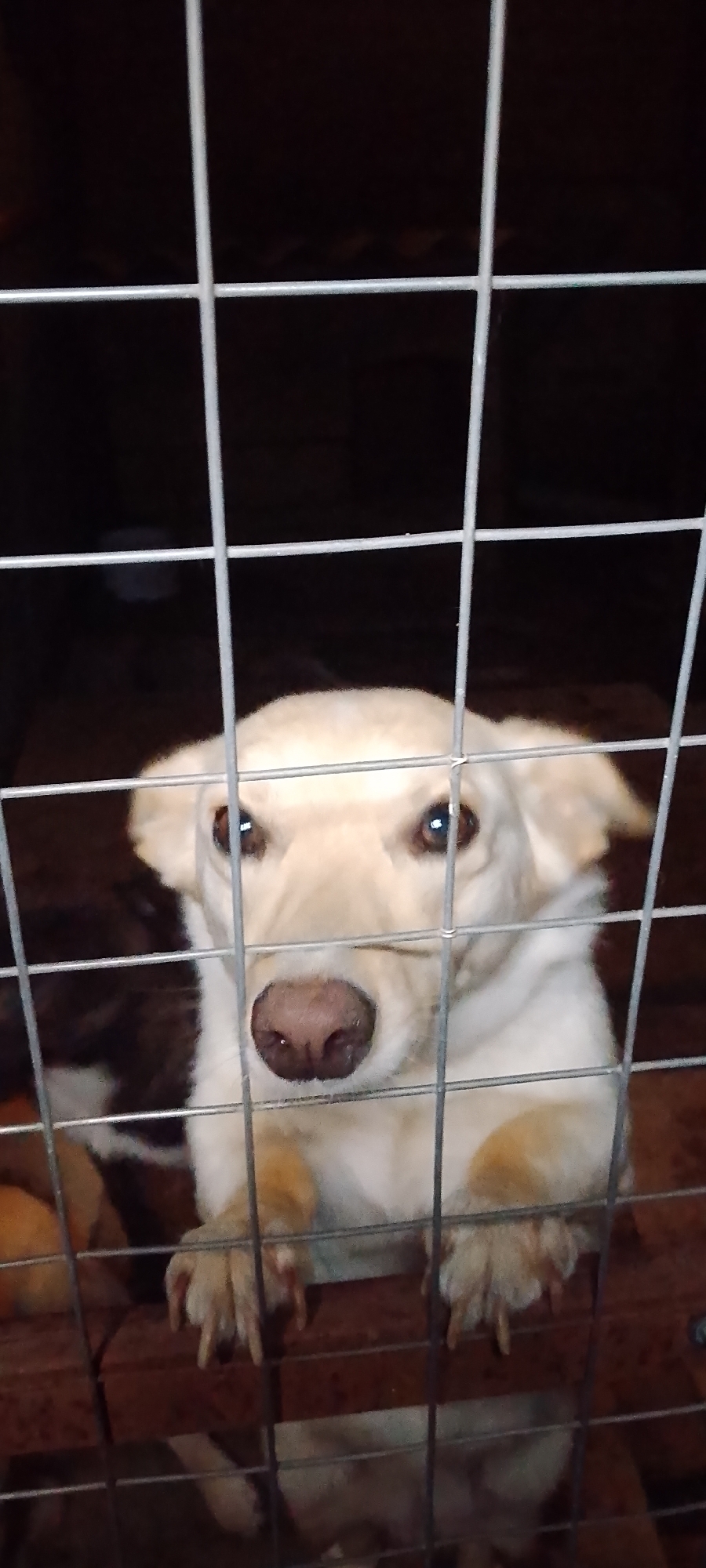 Dogs in cages and common spaces, shelter setting