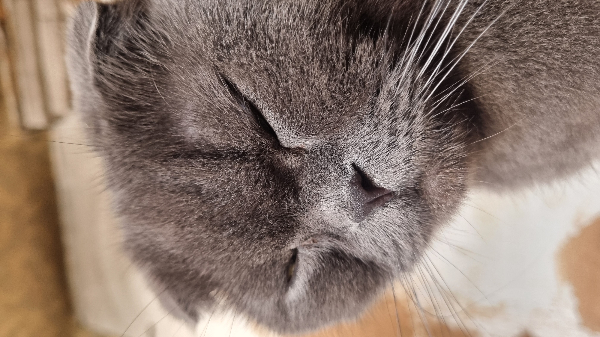 Scottish Fold cat portrait series, Vysokoe, Russia